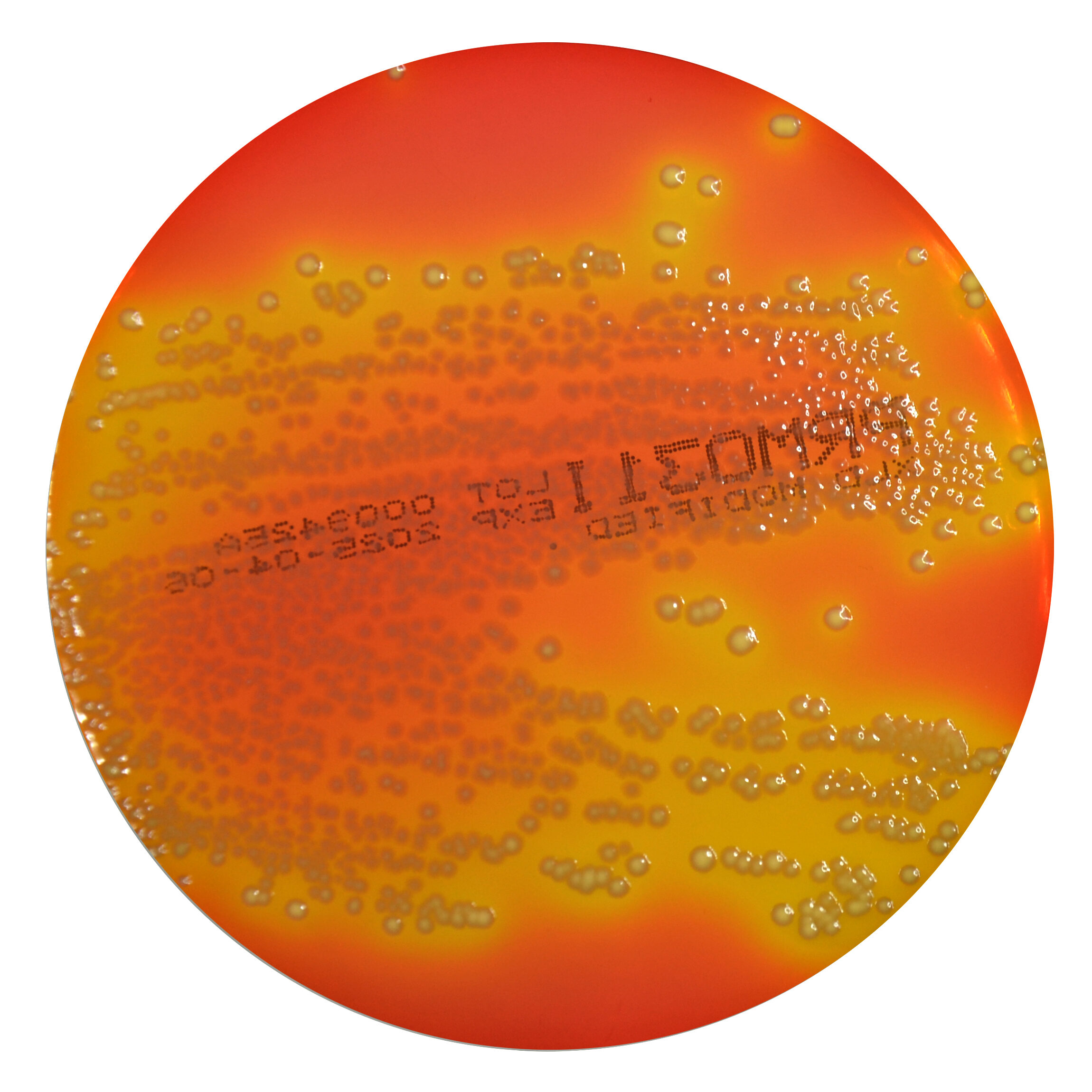 PRM031I XLD Agar Plate - Escherichia coli ATCC25922