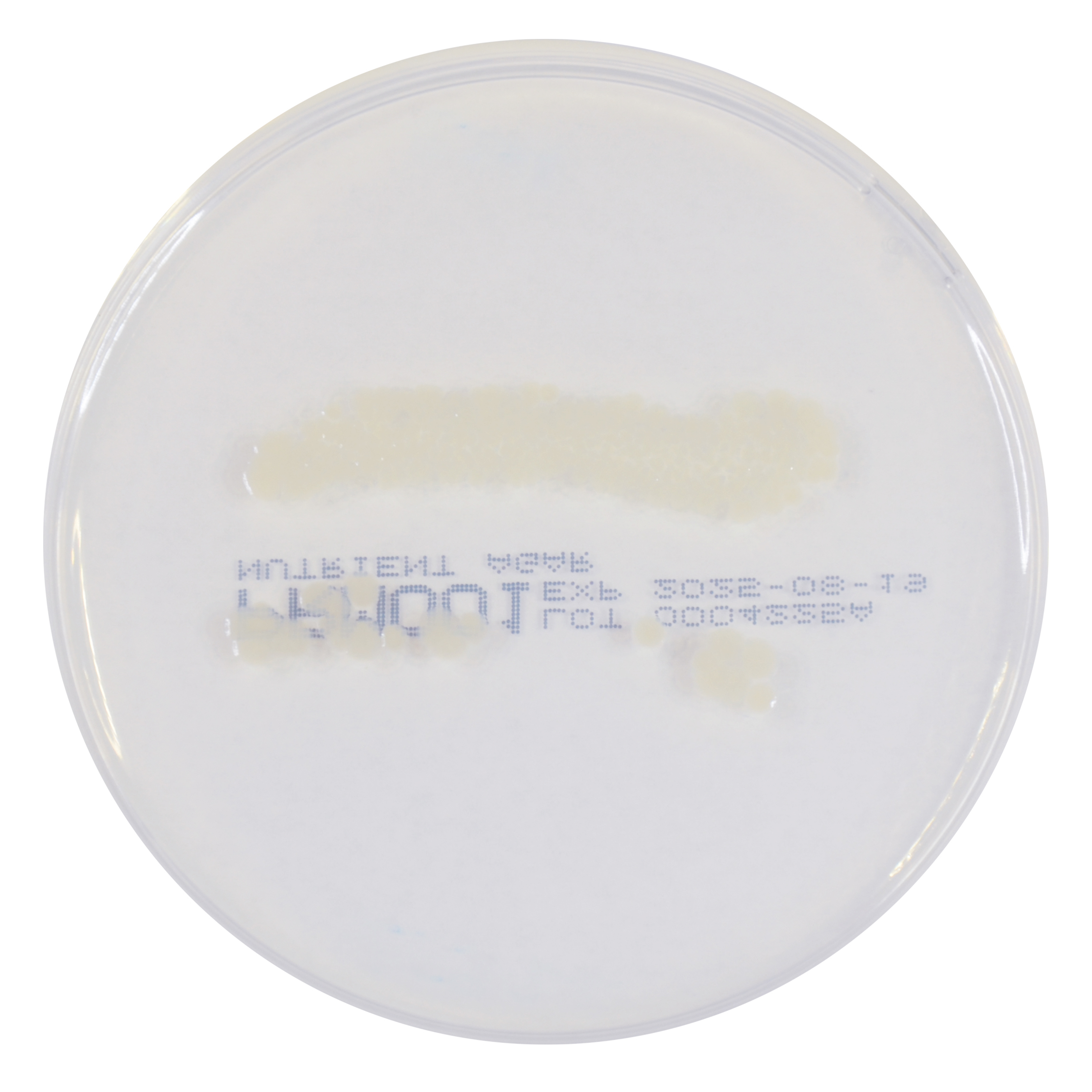 PRM001 Nutrient Agar Plate - Escherichia coli ATCC 25922