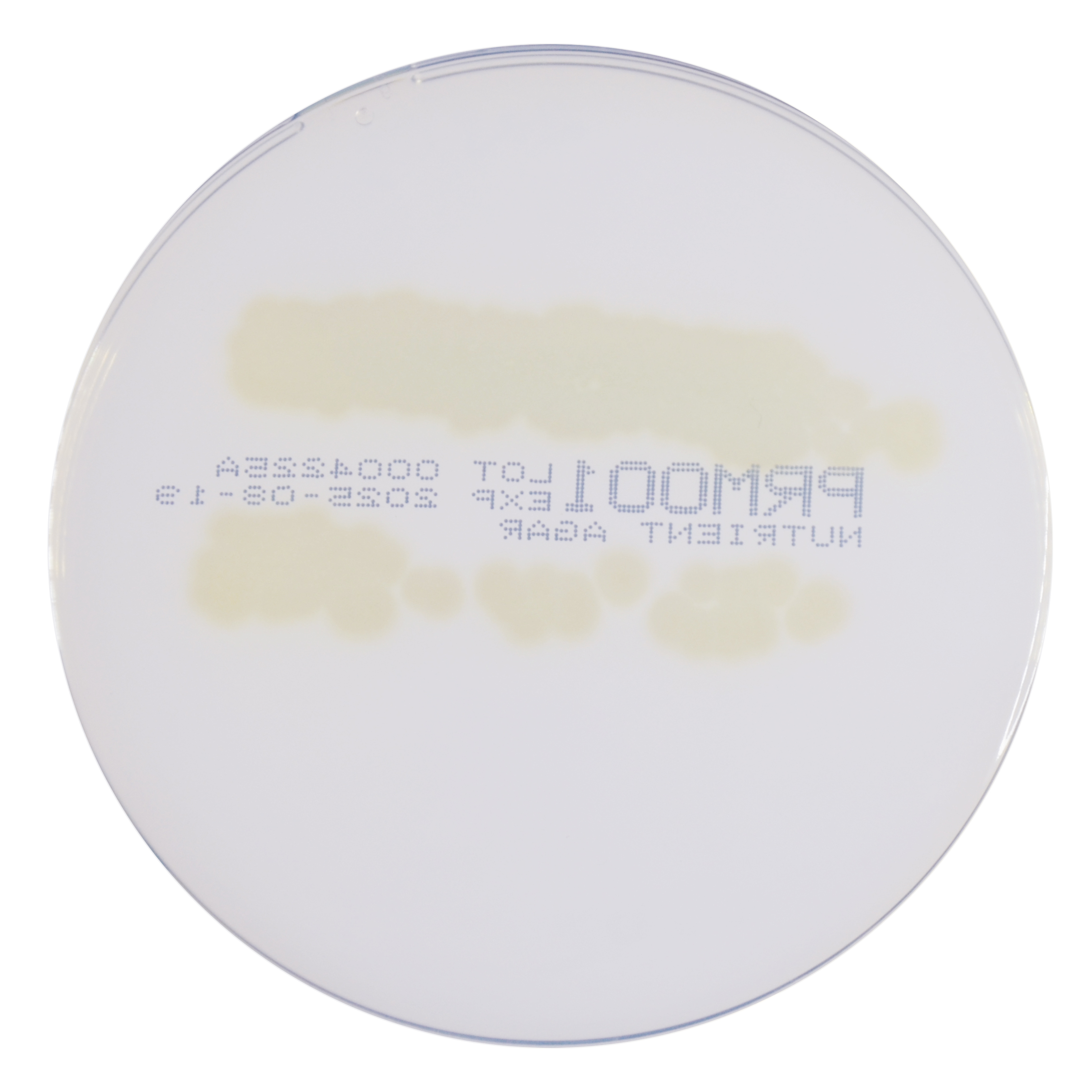 PRM001 Nutrient Agar Plate-Pseudomonas aeruginosa ATCC 27853