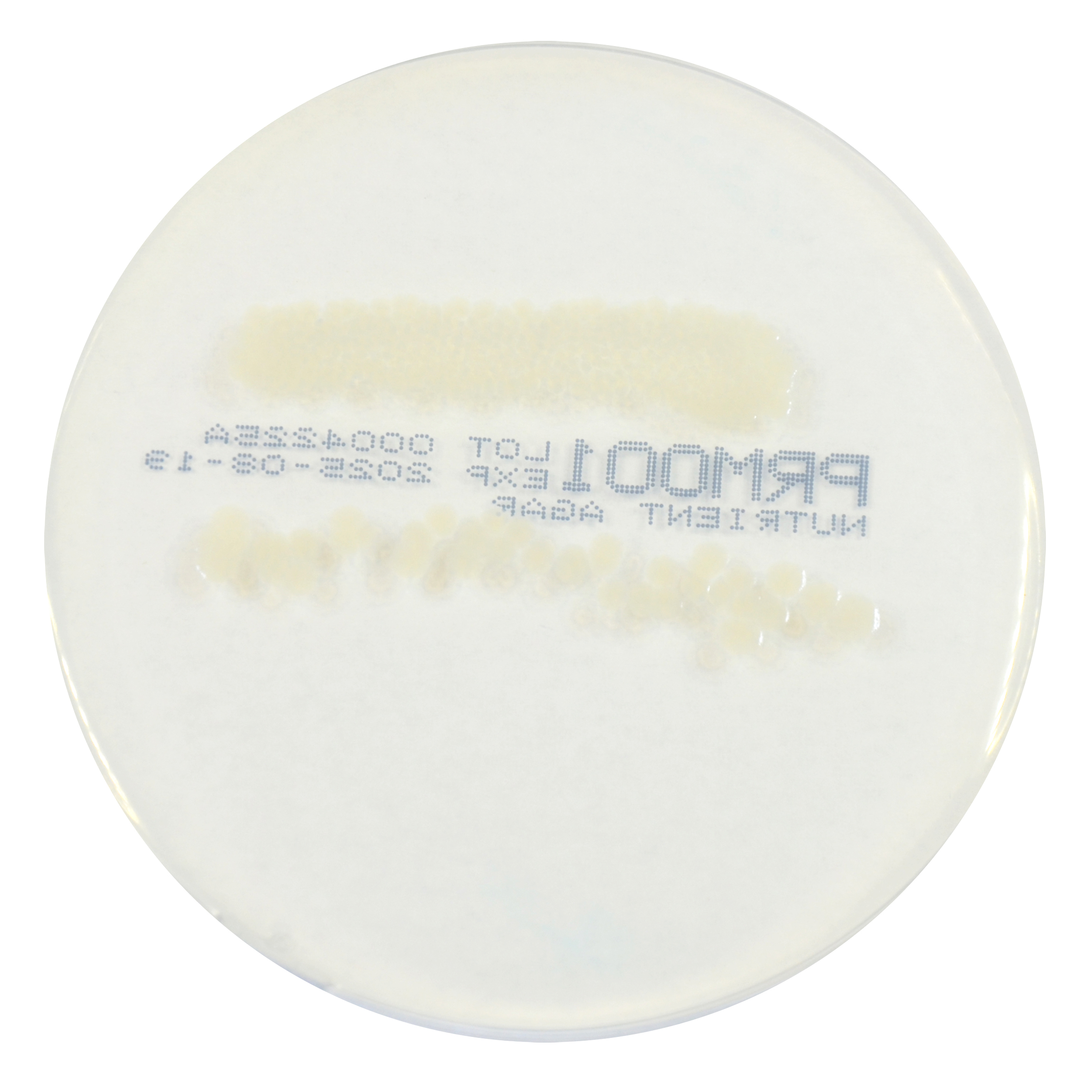 PRM001 Nutrient Agar Plate-Salmonella Enteritidis ATCC 13076