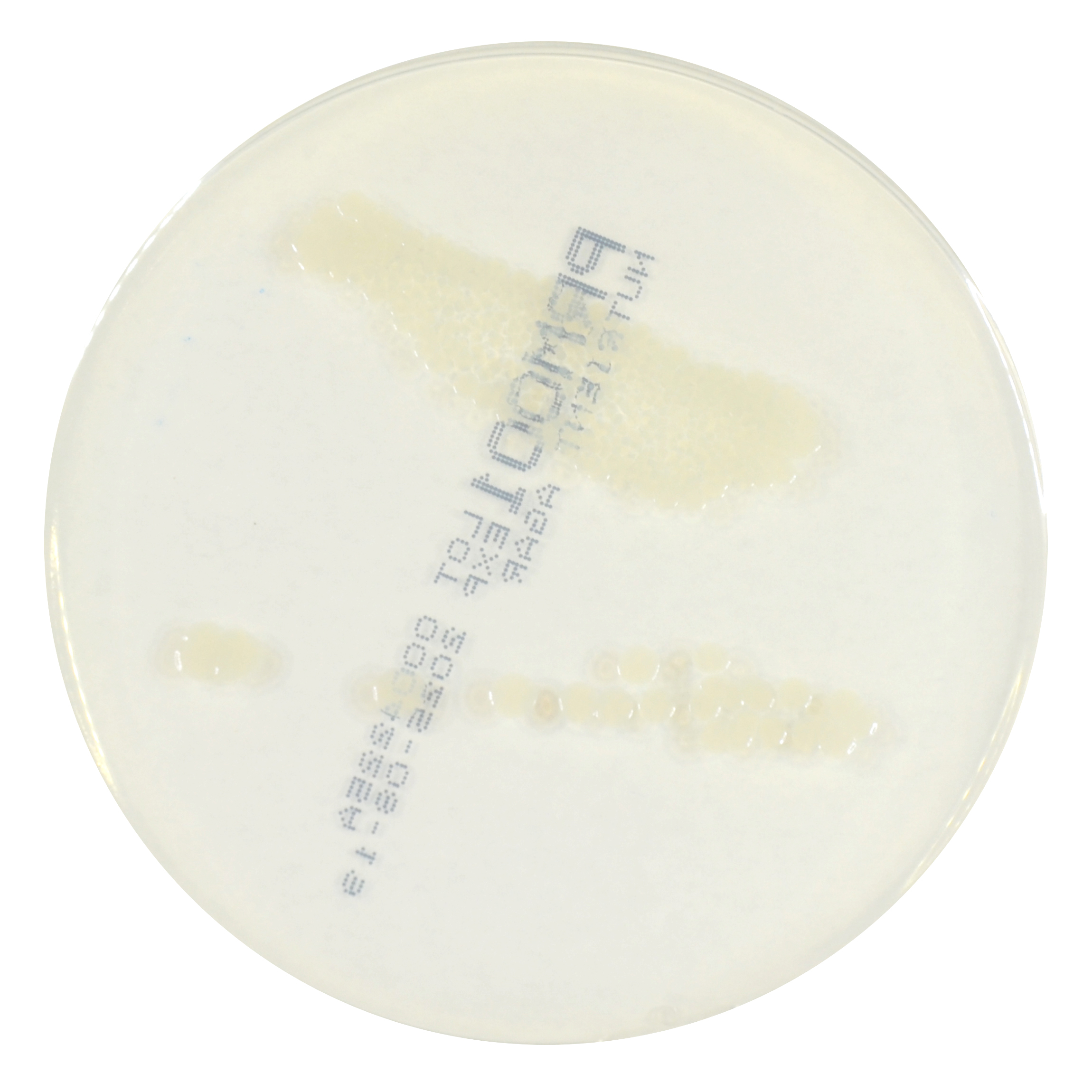 PRM001 Nutrient Agar Plate-Salmonella Typhimurium ATCC 14028