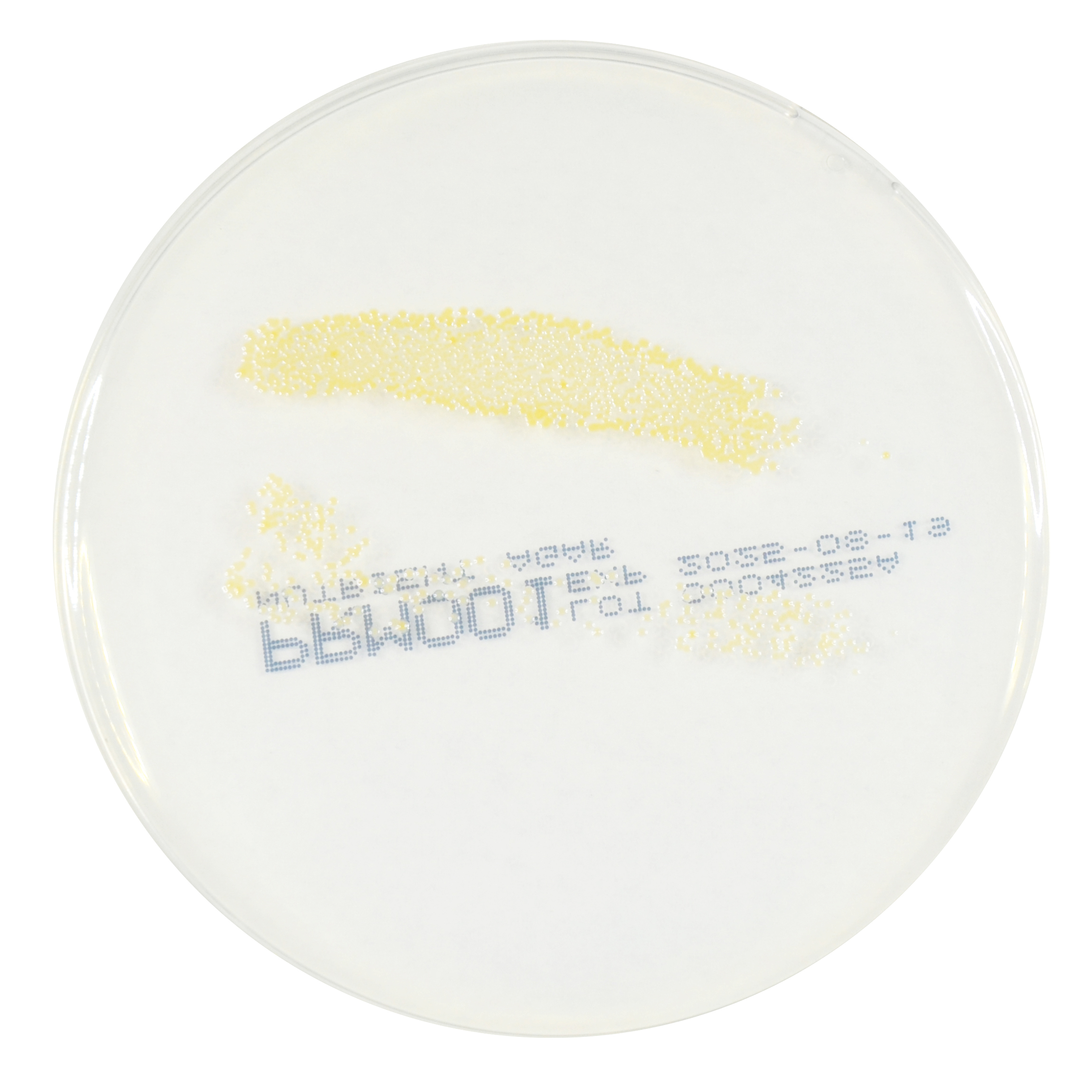 PRM001 Nutrient Agar Plate-Staphylococcus aureus ATCC 6538