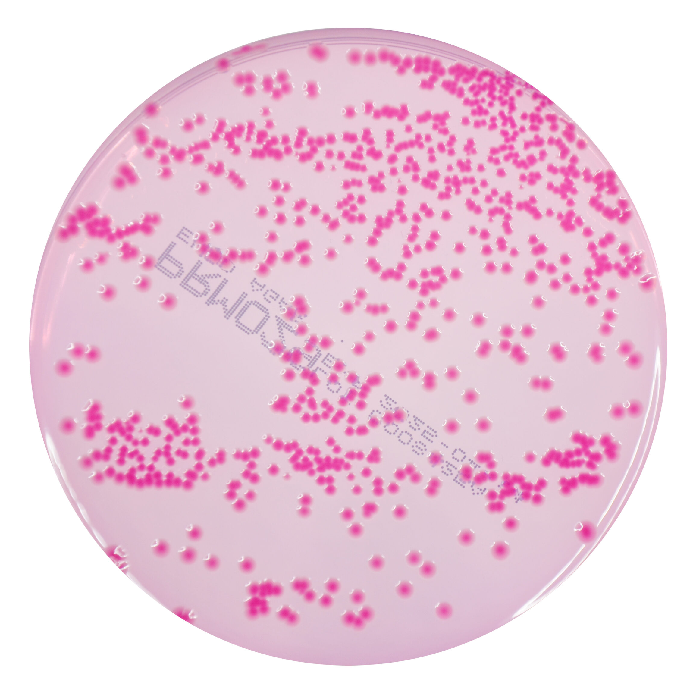 PRM029 Endo Agar Plate-Enterobacter aerogenes ATCC 13048