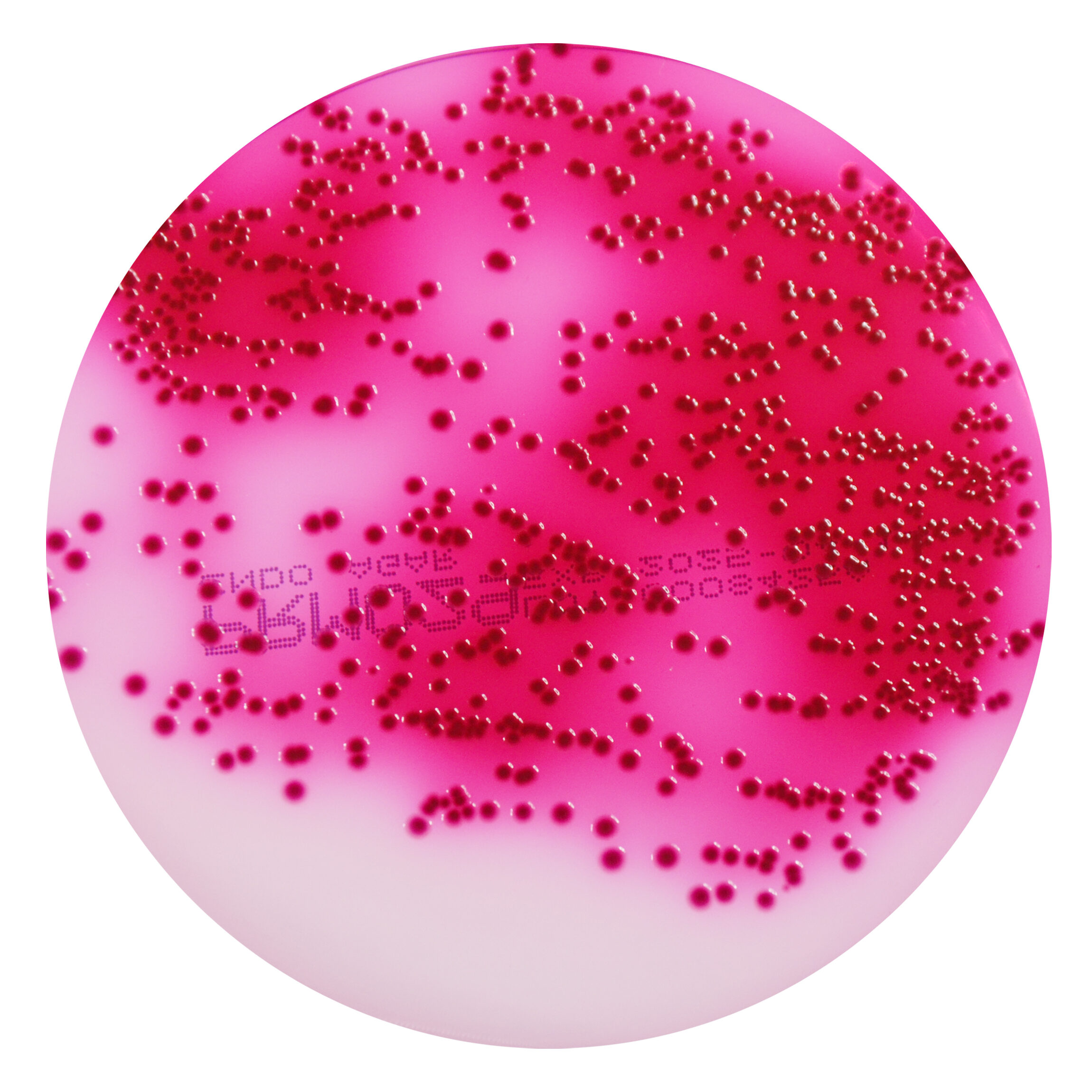 PRM029 Endo Agar Plate-Escherichia coli ATCC 25922