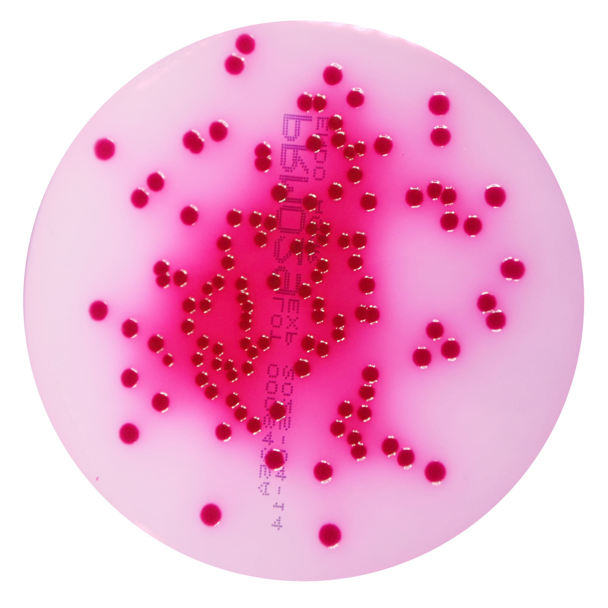 PRM029 Endo Agar Plate-Escherichia coli ATCC 8739