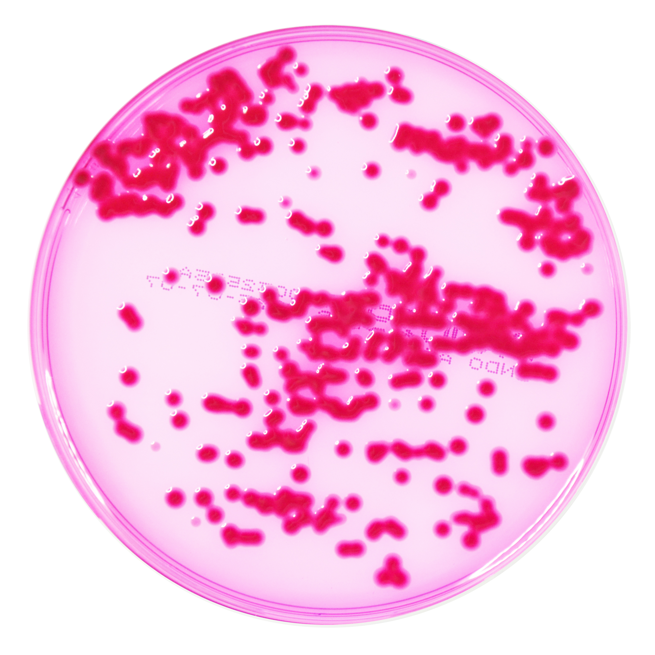 PRM029 Endo Agar Plate-Klebsiella pneumoniae ATCC 13883