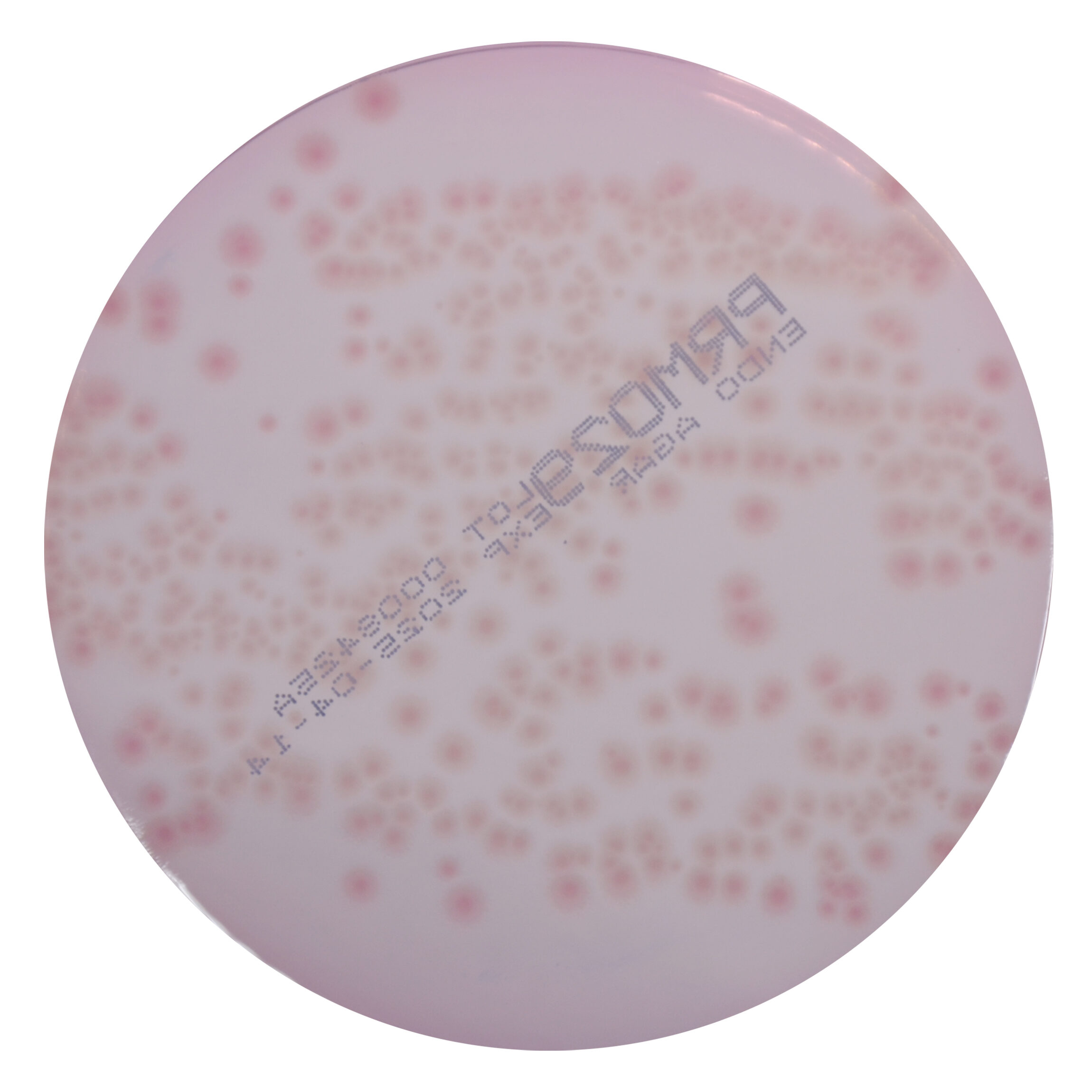 PRM029 Endo Agar Plate-Pseudomonas aeruginosa ATCC 27853