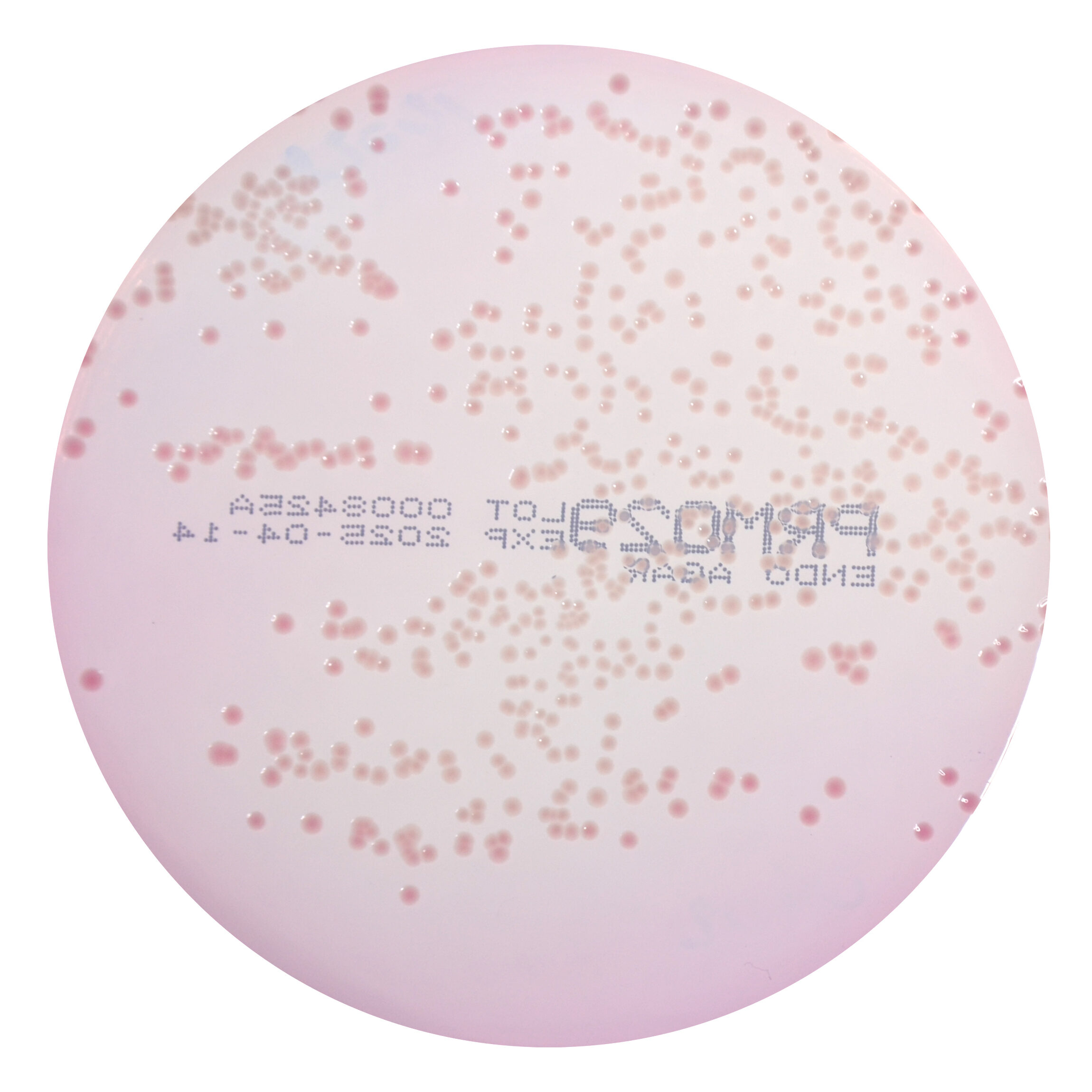 PRM029 Endo Agar Plate-Salmonella Enteritidis ATCC13076