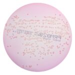 PRM029 Endo Agar Plate-Salmonella Typhimurium ATCC 14028