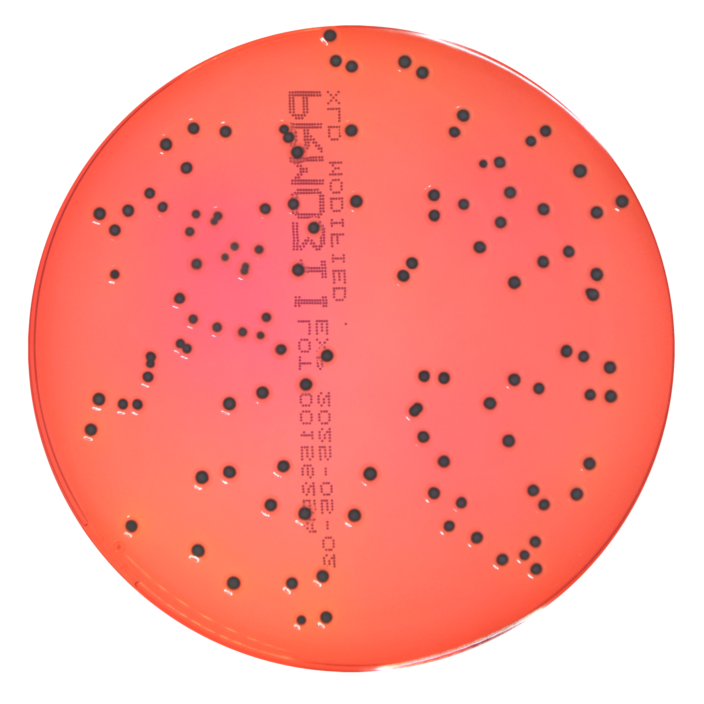 PRM031I XLD Modified Agar Plate-Salmonella Enteritidis ATCC13076