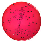 PRM031I XLD Modified Agar Plate-Salmonella Typhimurium ATCC 14028