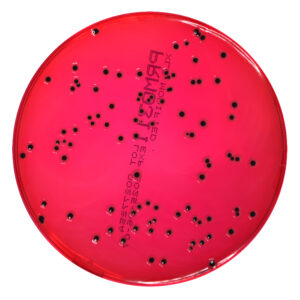 PRM031I XLD Modified Agar Plate-Salmonella Typhimurium ATCC 14028