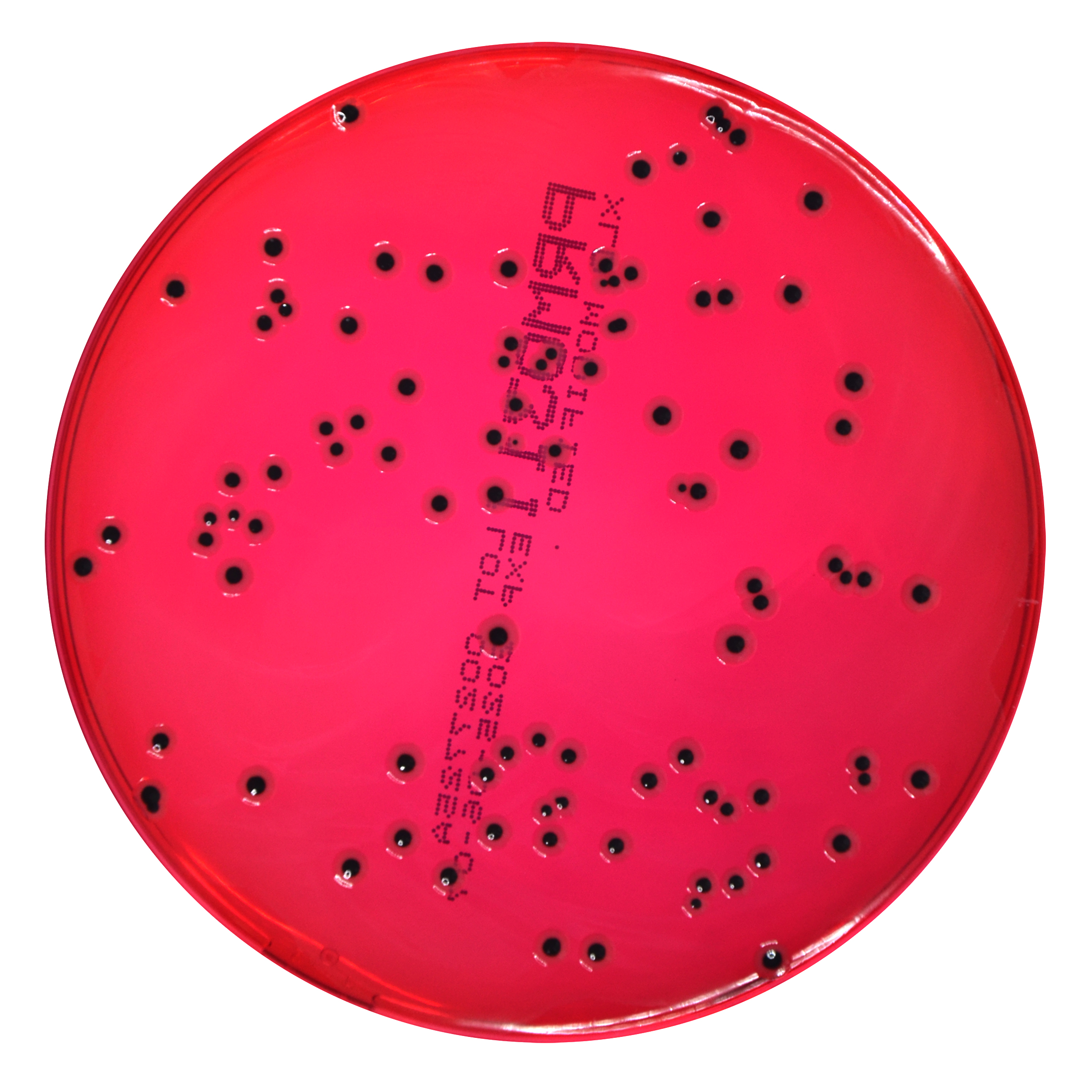 PRM031I XLD Modified Agar Plate-Salmonella Typhimurium ATCC 14028