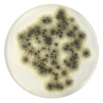 PRM063 Sabouraud Dextrose Agar Plate-Aspergillus brasiliensis ATCC 16404