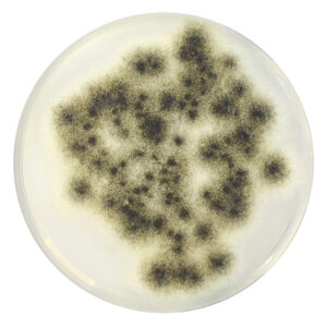 PRM063 Sabouraud Dextrose Agar Plate-Aspergillus brasiliensis ATCC 16404