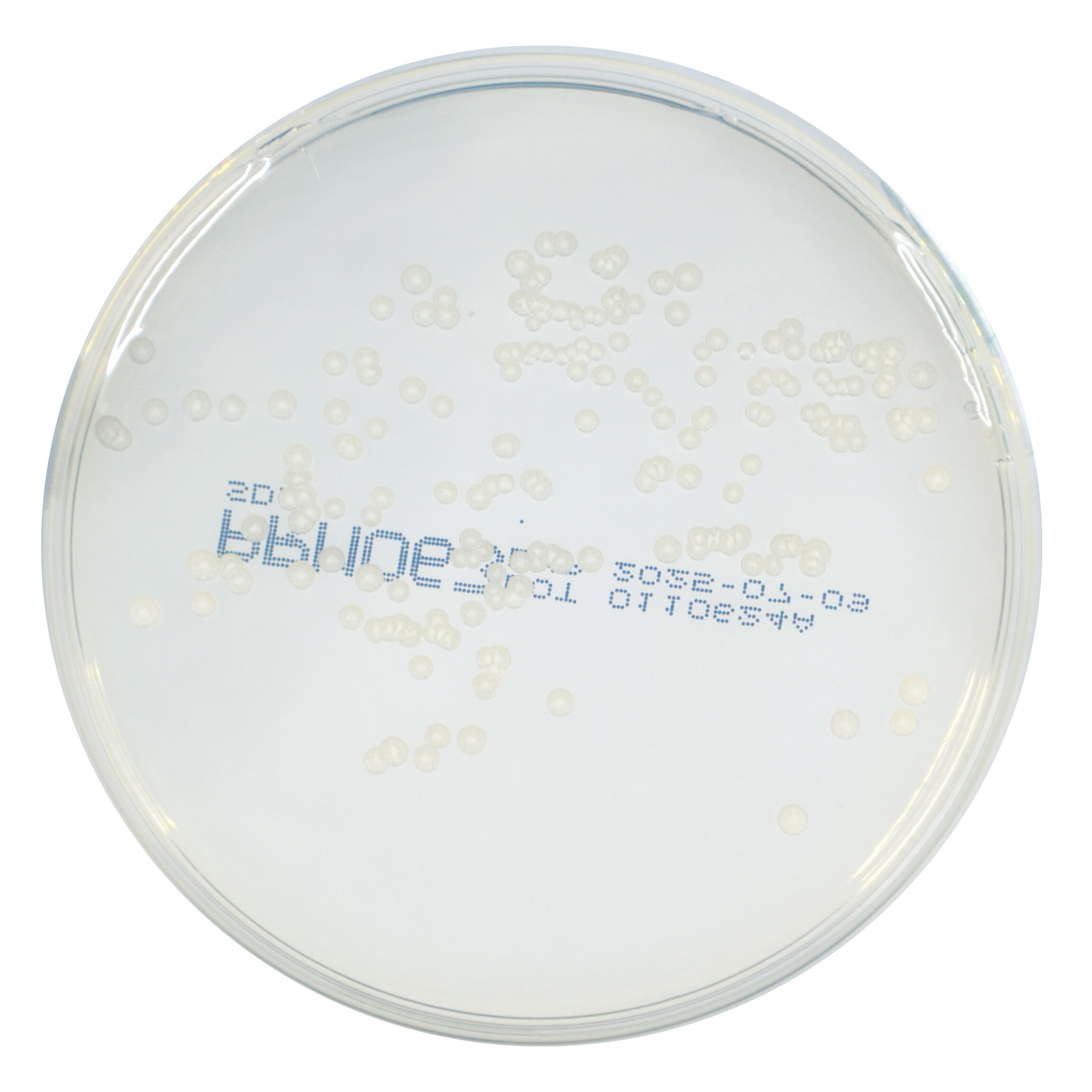 PRM063 Sabouraud Dextrose Agar Plate-Candida albicans ATCC 10231 PRM063 Sabouraud Dextrose Agar Plate-Candida albicans ATCC 10231