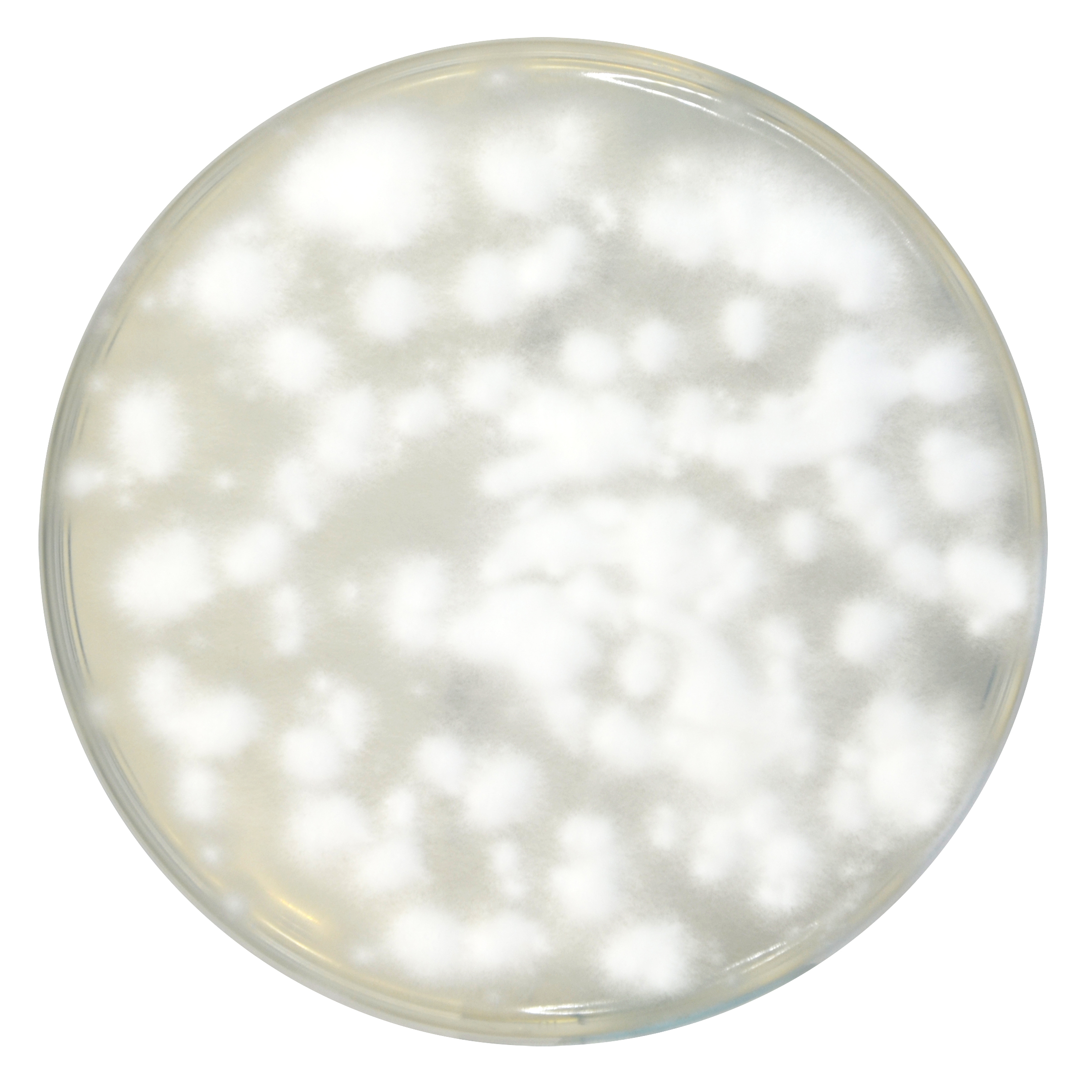 PRM063 Sabouraud Dextrose Agar Plate-Trichophyton mentagrophytes ATCC 9533 PRM063 Sabouraud Dextrose Agar Plate-Trichophyton mentagrophytes ATCC 9533