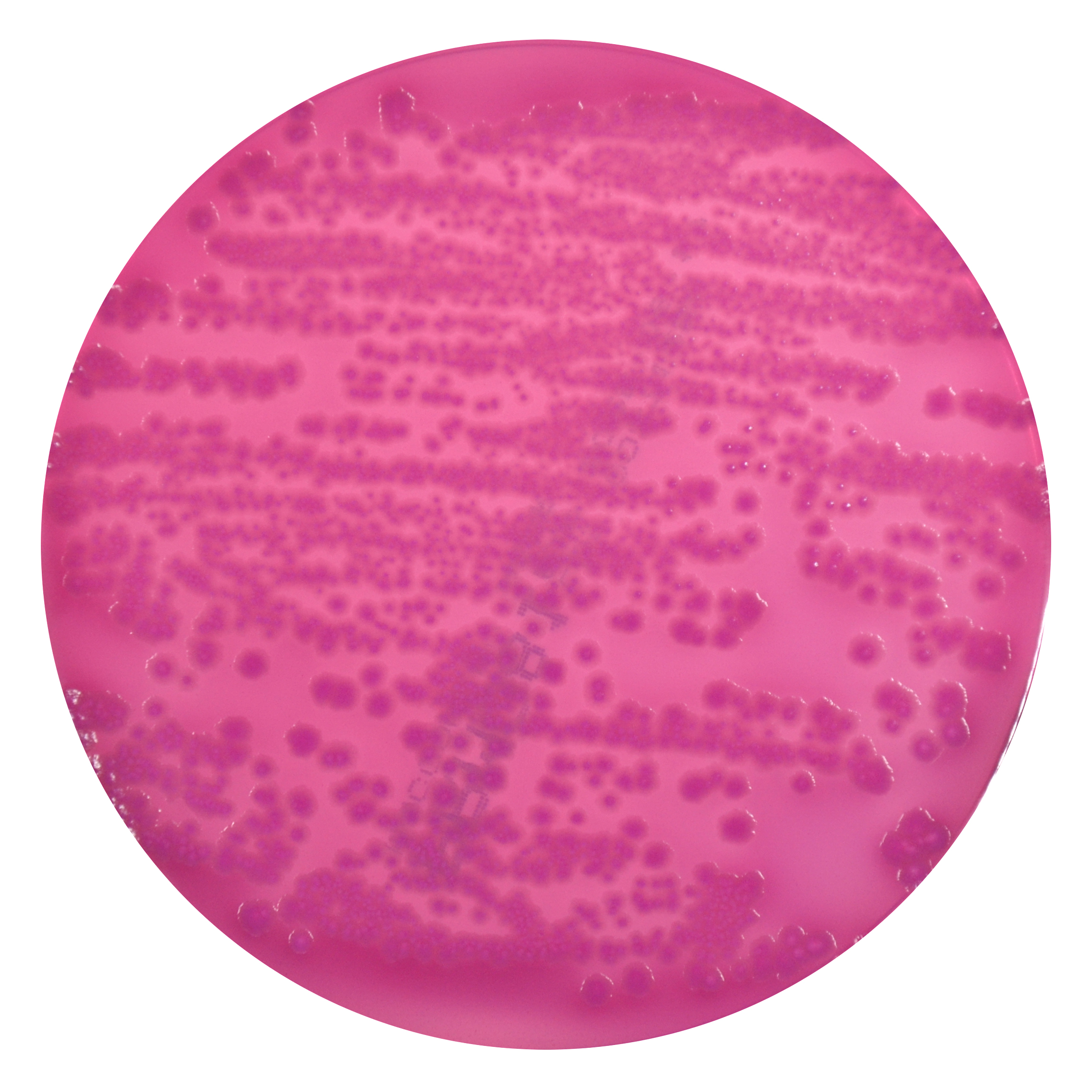 PRM081 MacConkey Agar Plate w/ 0.15% Bile Salts, CV and NaCl - Escherichia coli ATCC 25922