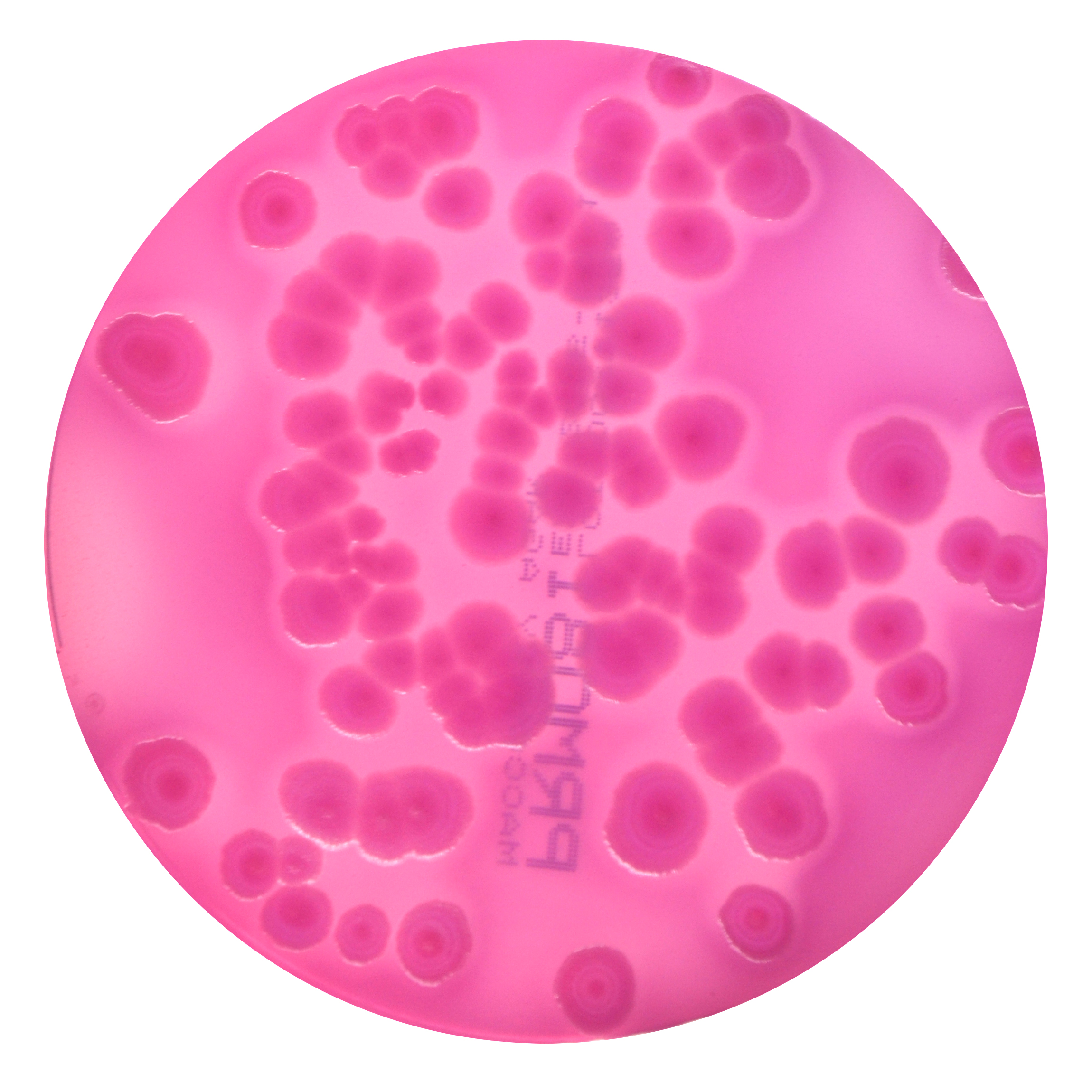 PRM081 MacConkey Agar Plate w/ 0.15% Bile Salts, CV and NaCl - Escherichia coli ATCC 8739