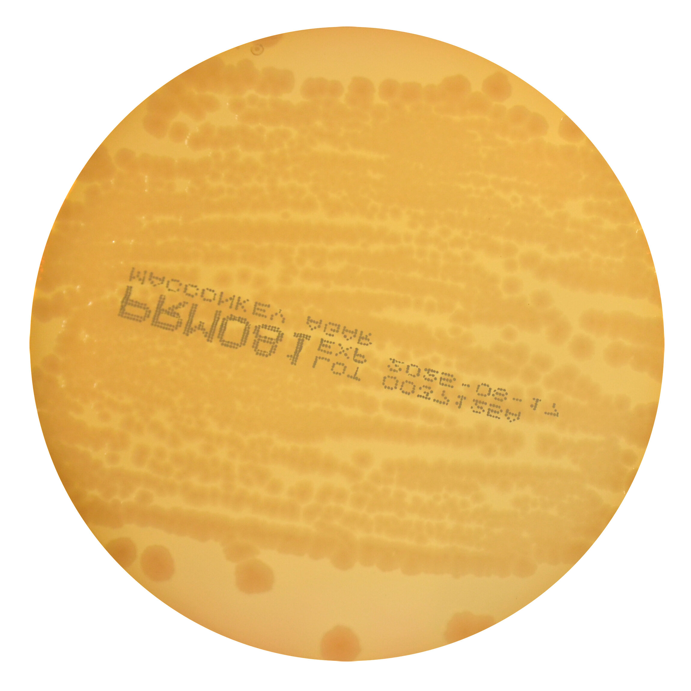 PRM081 MacConkey Agar Plate w/ 0.15% Bile Salts, CV and NaCl - Proteus mirabilis ATCC 25933