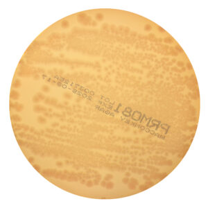 PRM081 MacConkey Agar Plate w/ 0.15% Bile Salts, CV and NaCl - Salmonella Typhimurium ATCC 14028