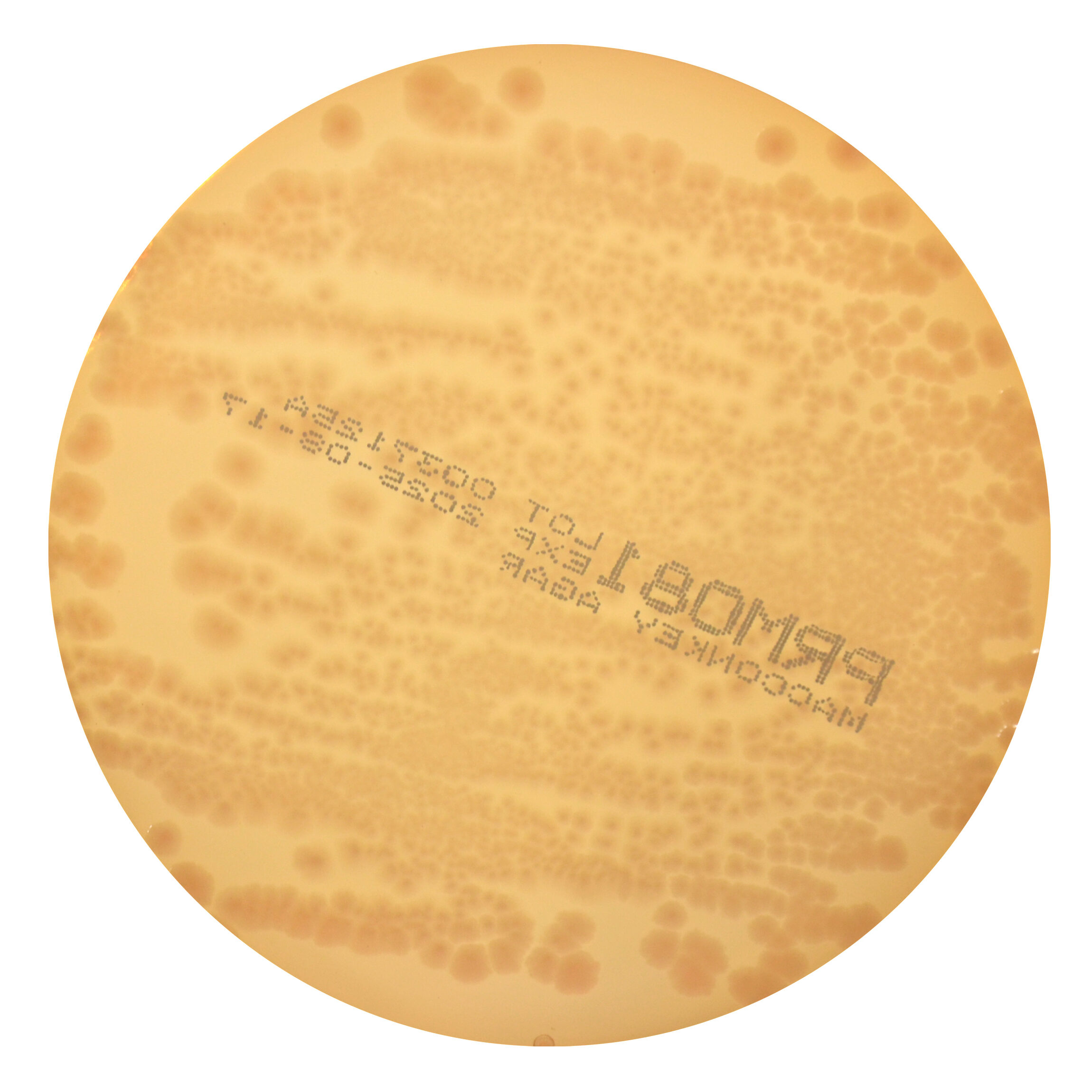 PRM081 MacConkey Agar Plate w/ 0.15% Bile Salts, CV and NaCl - Salmonella Typhimurium ATCC 14028