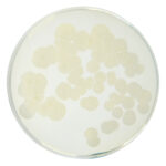 PRM091 Plate Count Agar-Bacillus subtilis subs Spizizenii ATCC 6633