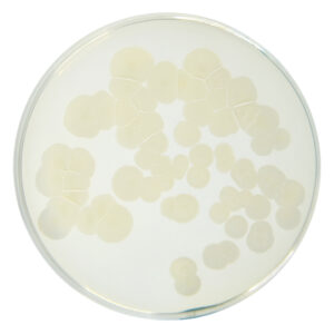 PRM091 Plate Count Agar-Bacillus subtilis subs Spizizenii ATCC 6633