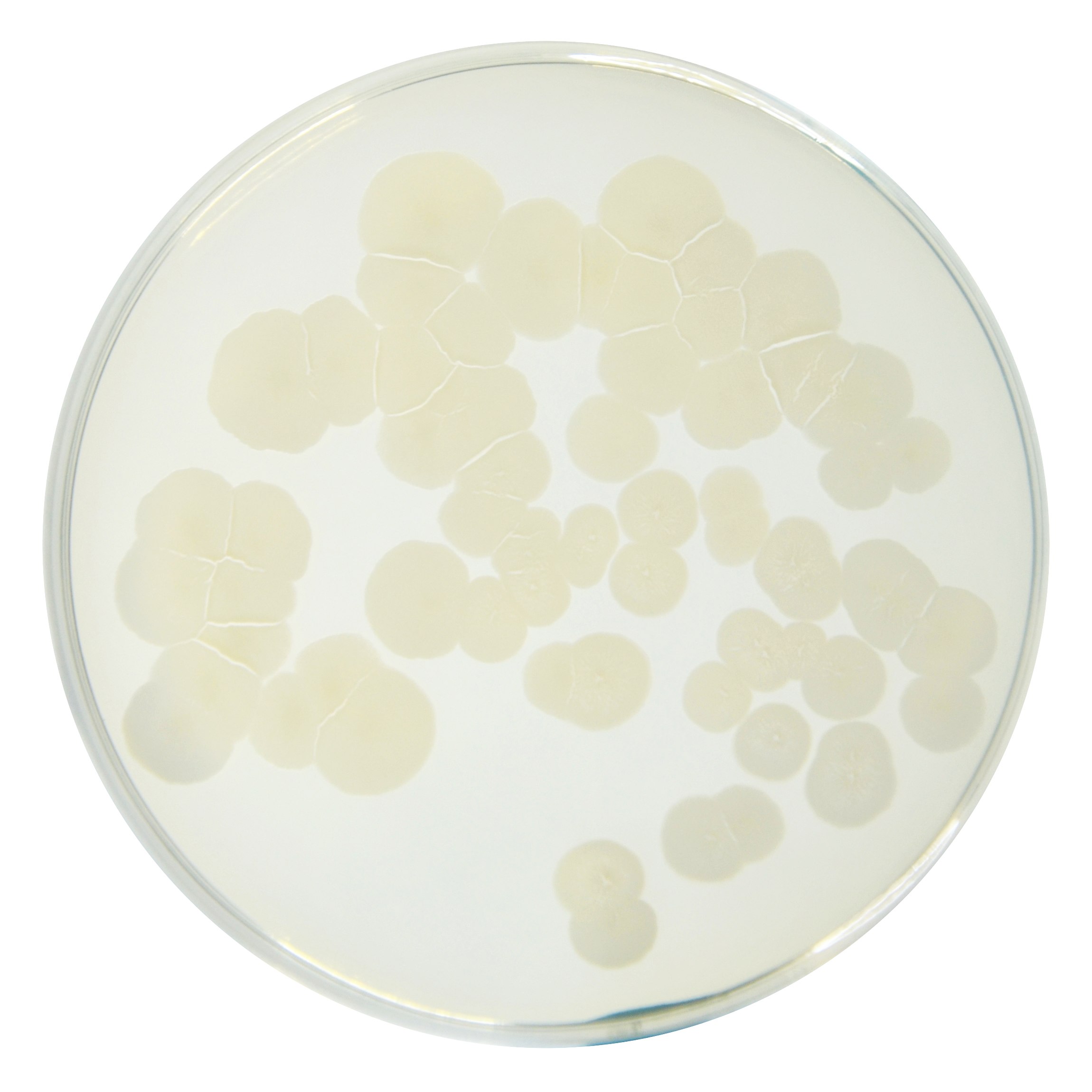 PRM091 Plate Count Agar-Bacillus subtilis subs Spizizenii ATCC 6633