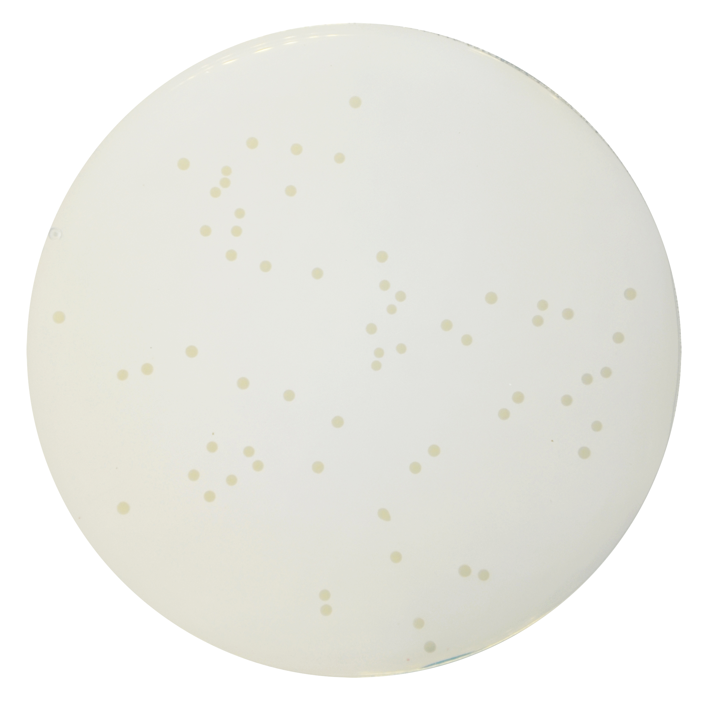 PRM091 Plate Count Agar-Enterococcus faecallis ATCC 29212