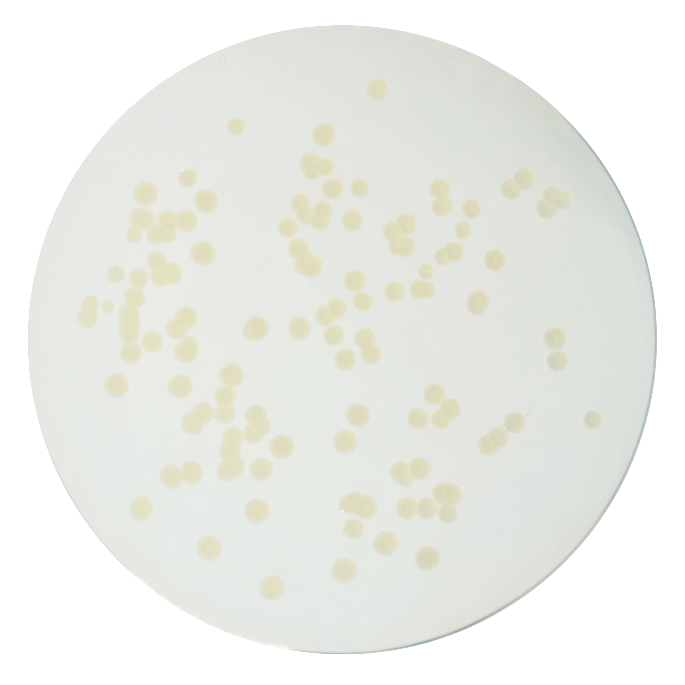 PRM091 Plate Count Agar-Escherichia coli ATCC 25922