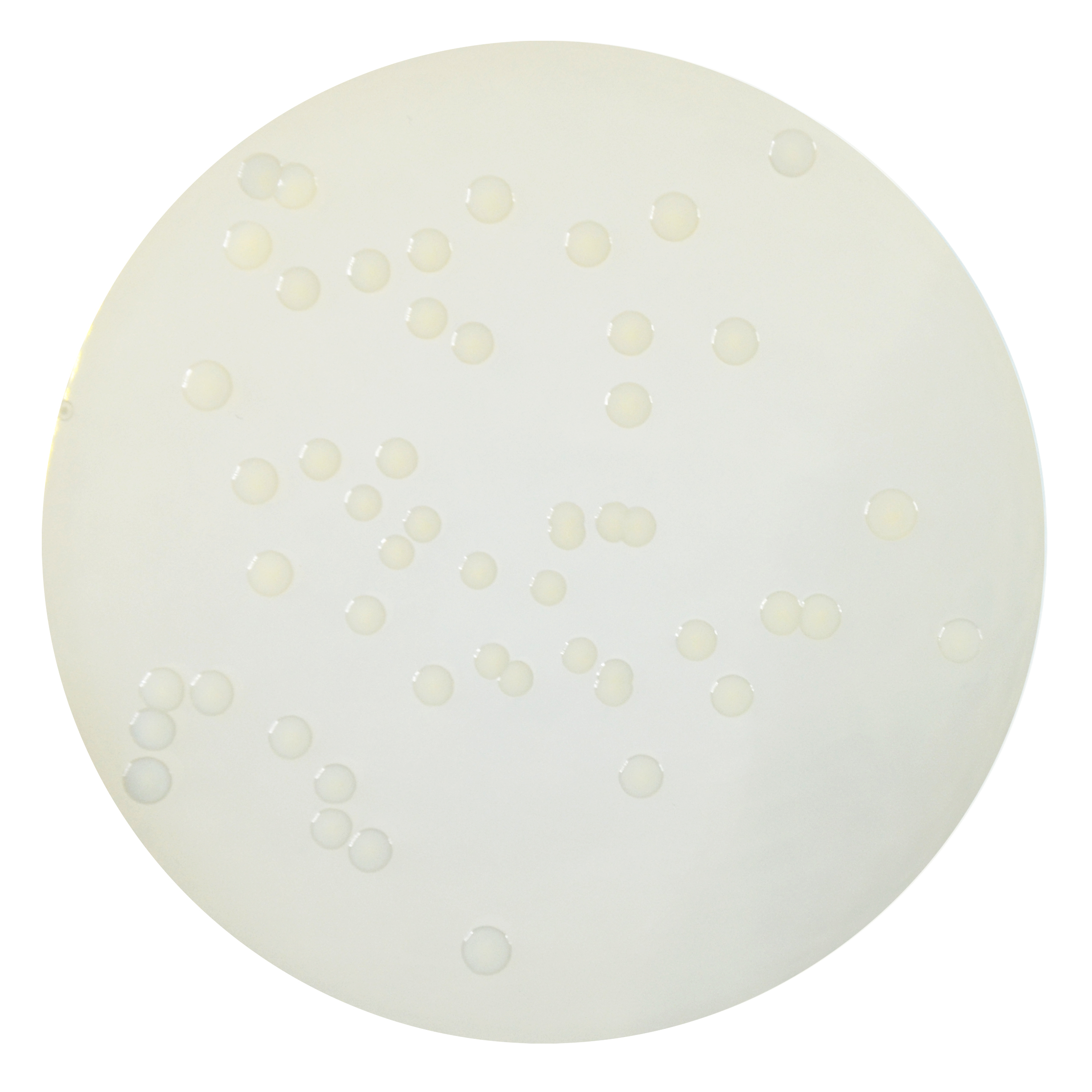PRM091 Plate Count Agar dobre su - Staphylococcus aureus ATCC25923