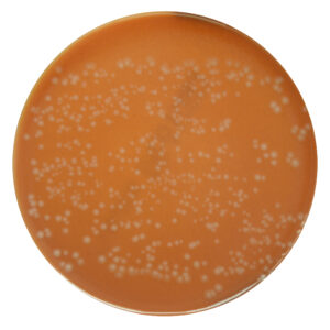 PRM103 Chocolate Agar Plate-Neisseria gonorrhoeae ATCC 19424