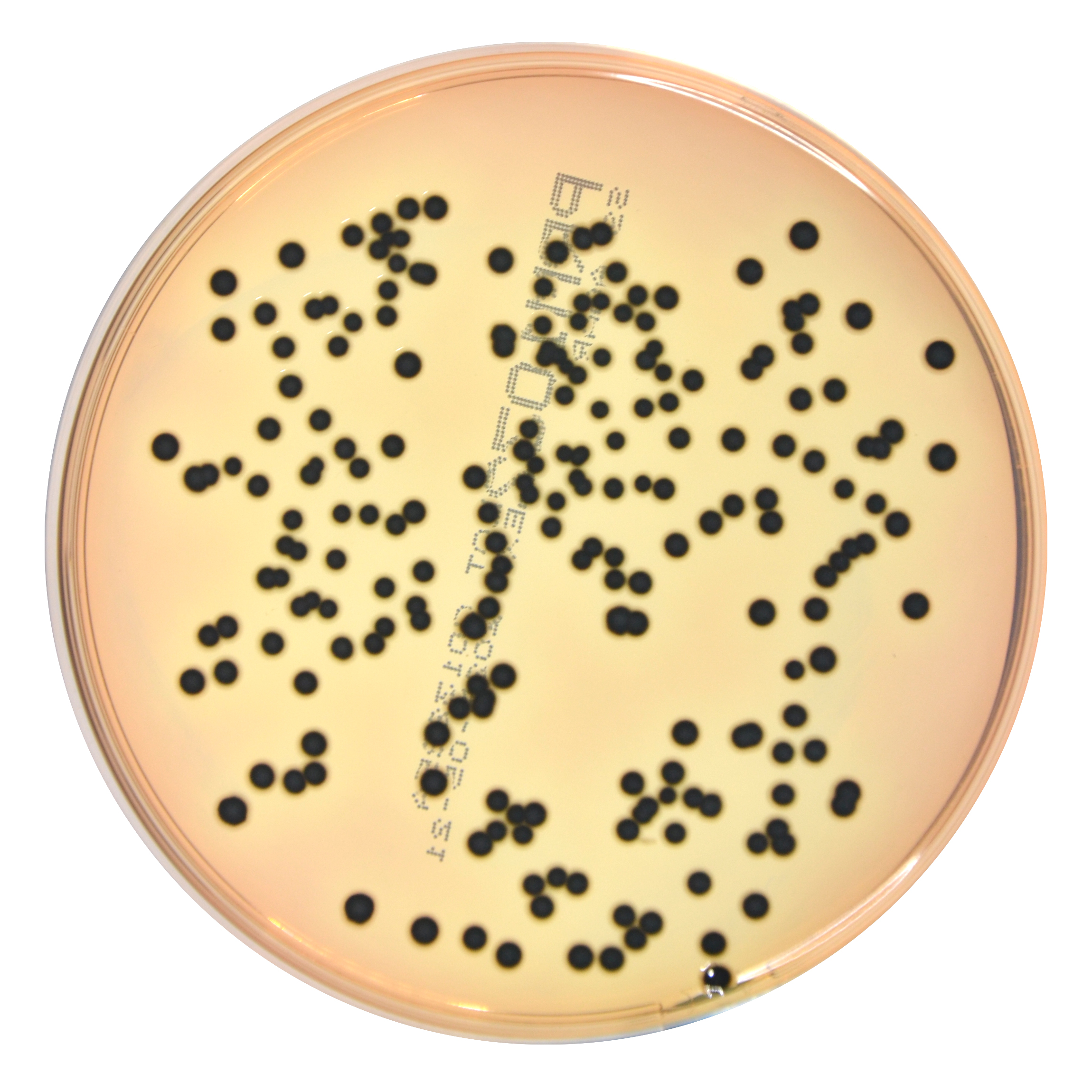 PRM1032 SS Agar Plate-Salmonella Enteritidis ATCC 13076