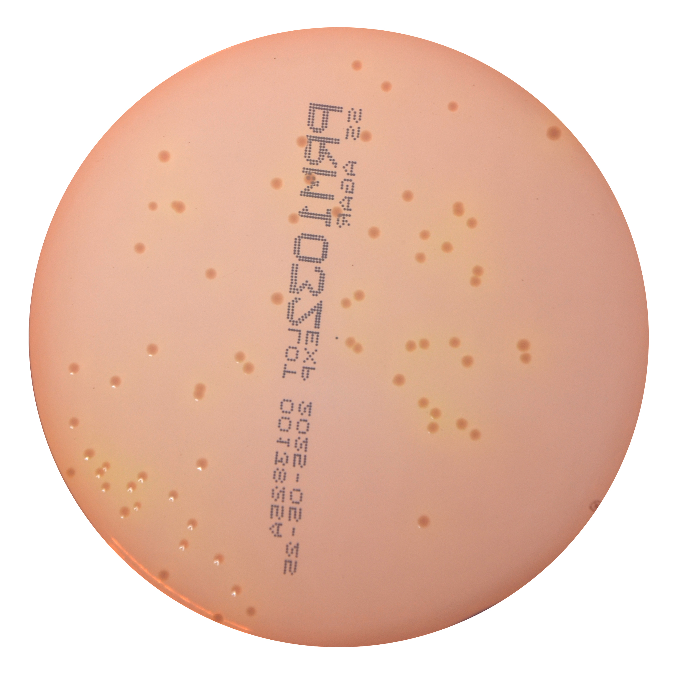 PRM1032 SS Agar Plate-Shigella flexneri ATCC12022