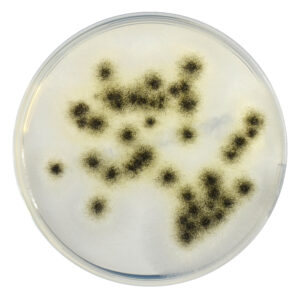 PRM1067 Sabouraud Chloramphenicol Agar Plate-Aspergilus brasilliensis ATCC16404