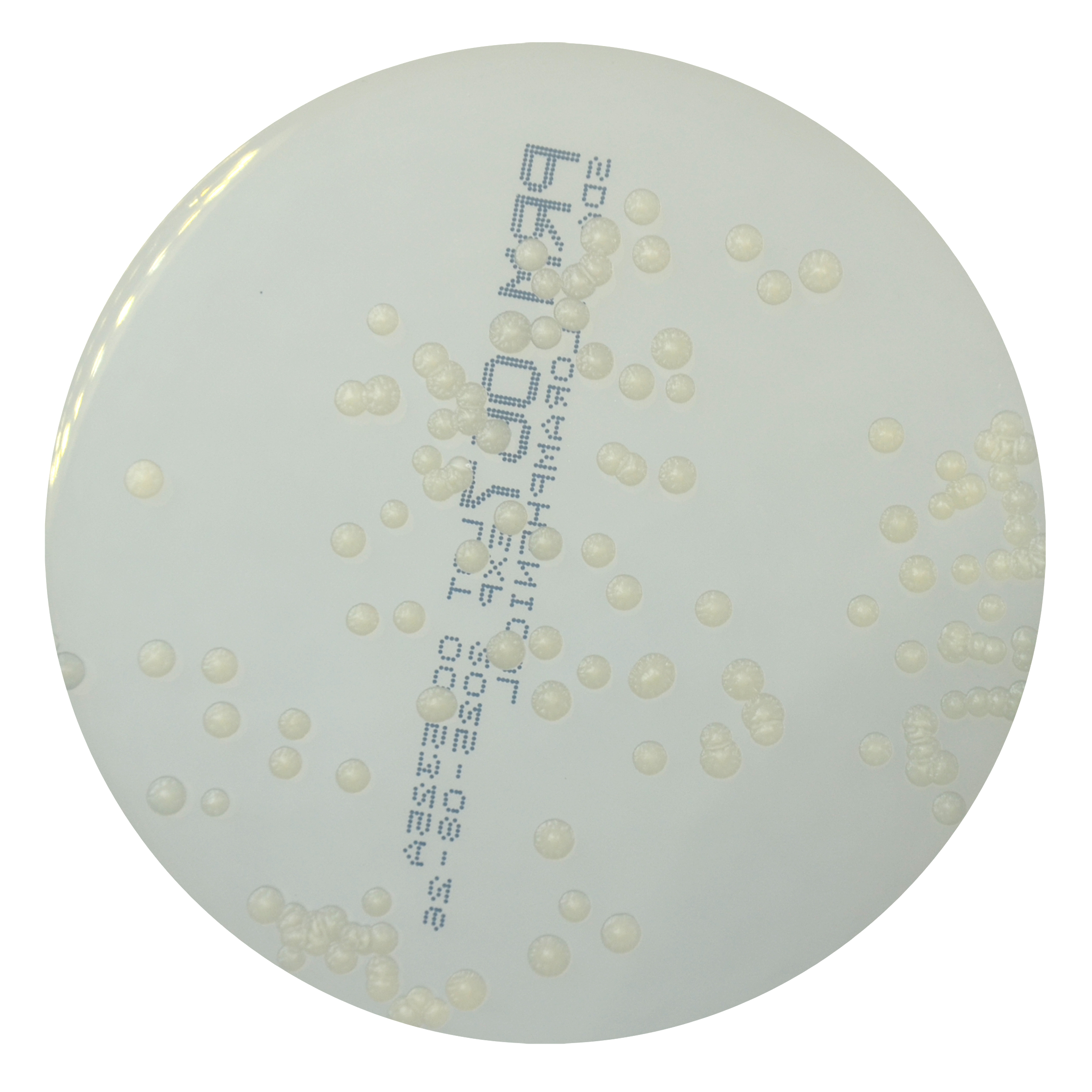 PRM1067 Sabouraud Chloramphenicol Agar Plate-Candida albicans ATCC 10231