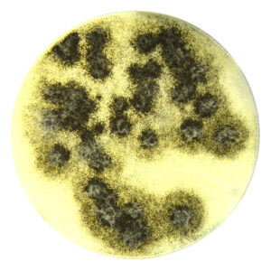 PRM1067G Sabouraud Dextrose Agar Plate - Aspergilus brasilliensis ATCC16404