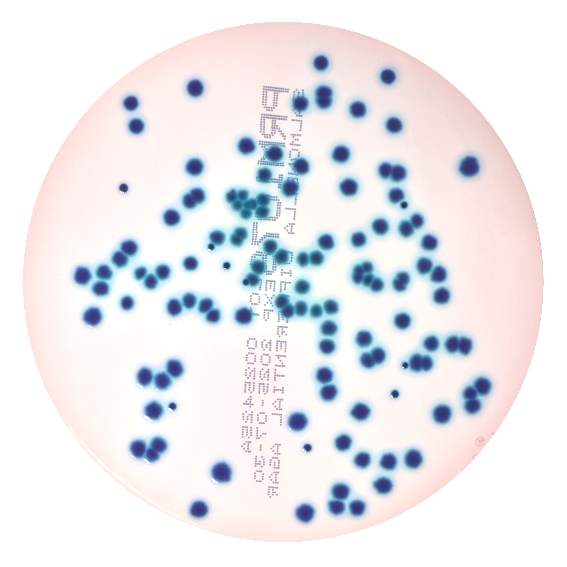PRM1078 Salmonella Differential Agar Plate RajHans-Escherichia coli ATCC 25922