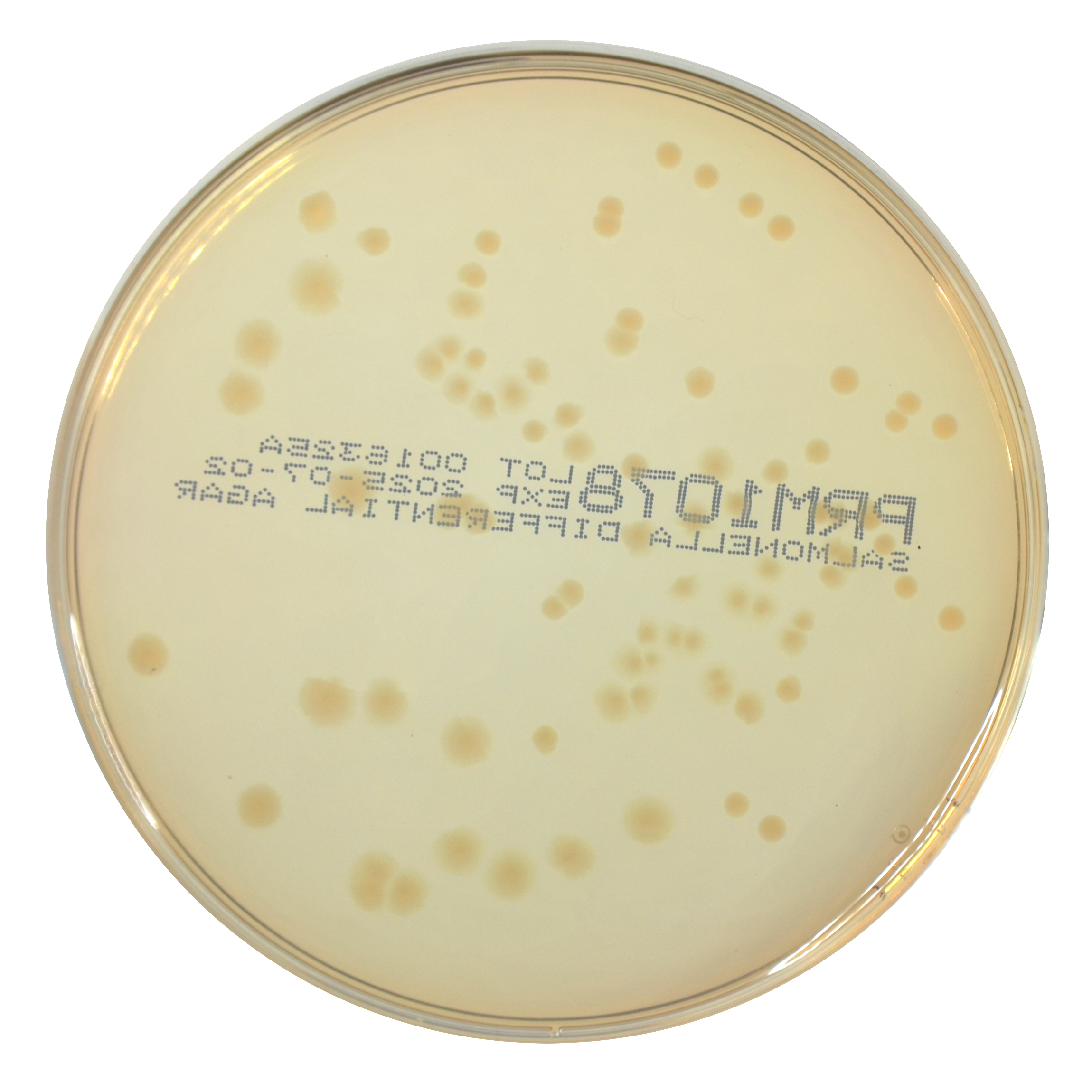 PRM1078 Salmonella Differential Agar Plate RajHans--Proteus mirabilis ATCC 25933
