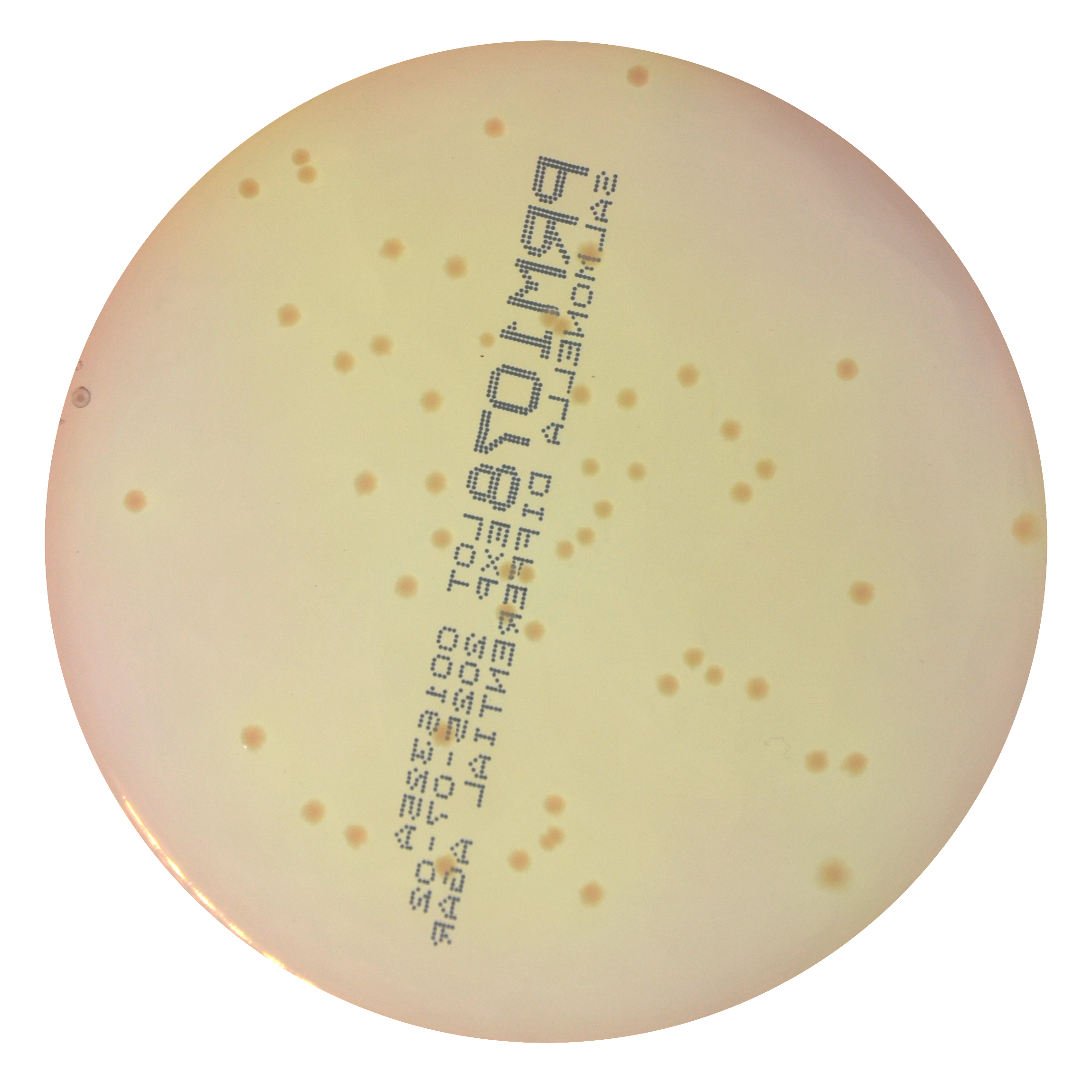 PRM1078 Salmonella Differential Agar Plate RajHans--Shigella flexneri ATCC 12022