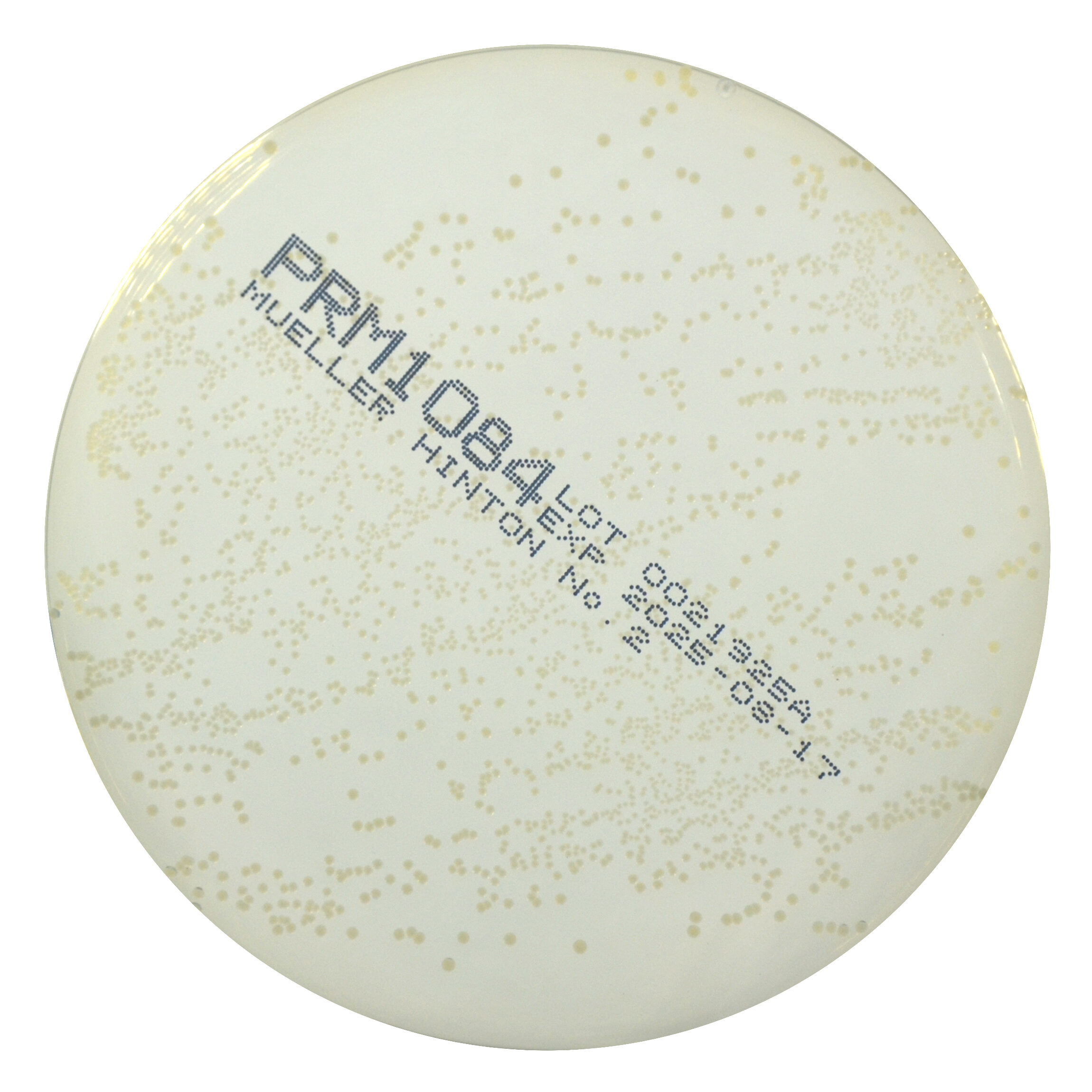 PRM1084 Mueller Hinton No2 Agar Plate-Enterococcus faecalis ATCC29212