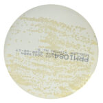 PRM1084 Mueller Hinton No2 Agar Plate-Staphylococcus aureus ATCC 25923