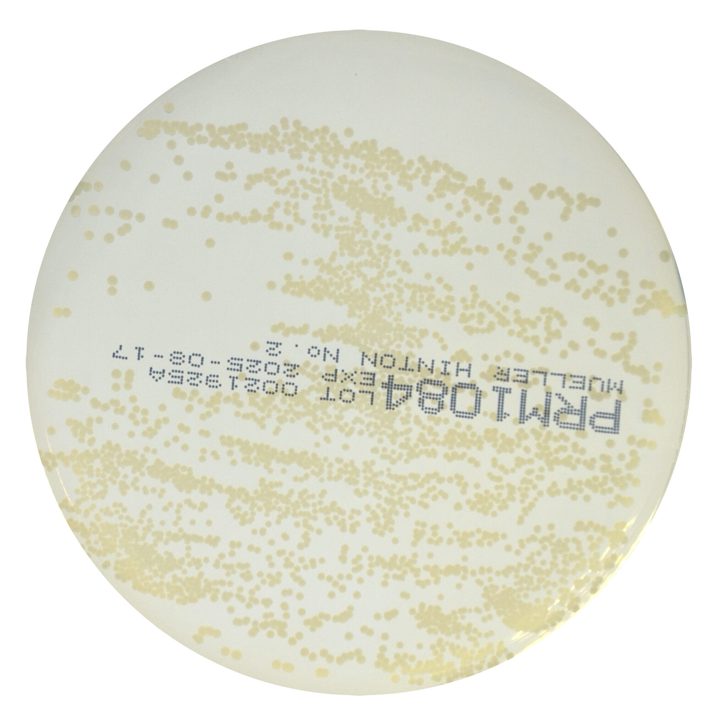 PRM1084 Mueller Hinton No2 Agar Plate-Staphylococcus aureus ATCC 25923