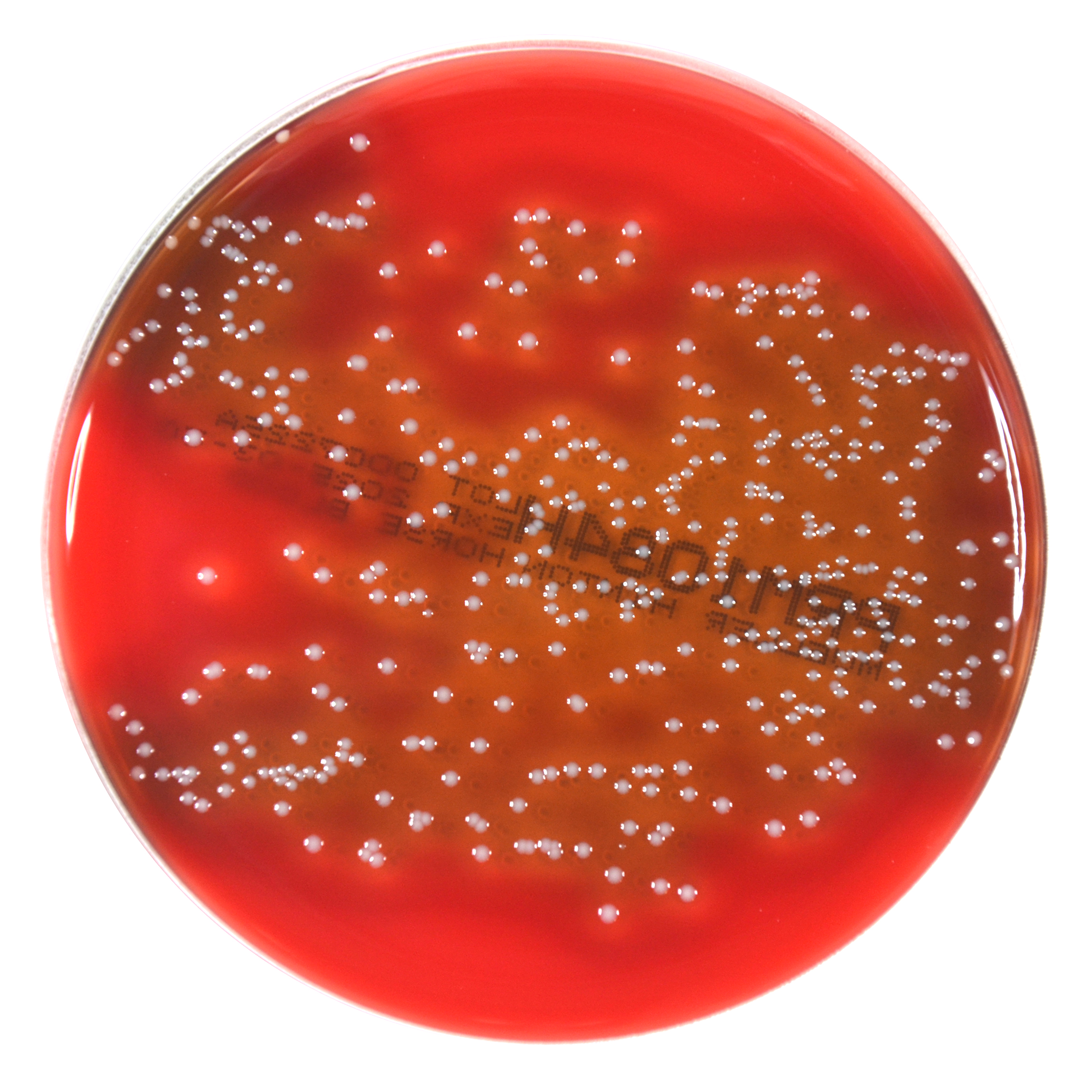 PRM1084H Mueller Hinton Agar Plate w Horse Blood-Enterococcus faecalis ATCC 29212