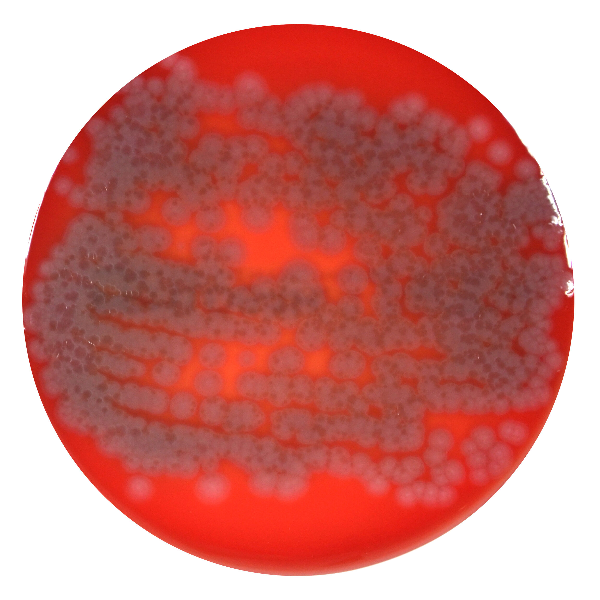 PRM1084H Mueller Hinton Agar Plate w Horse Blood-Pseudomonas aeruginosa ATCC 27853