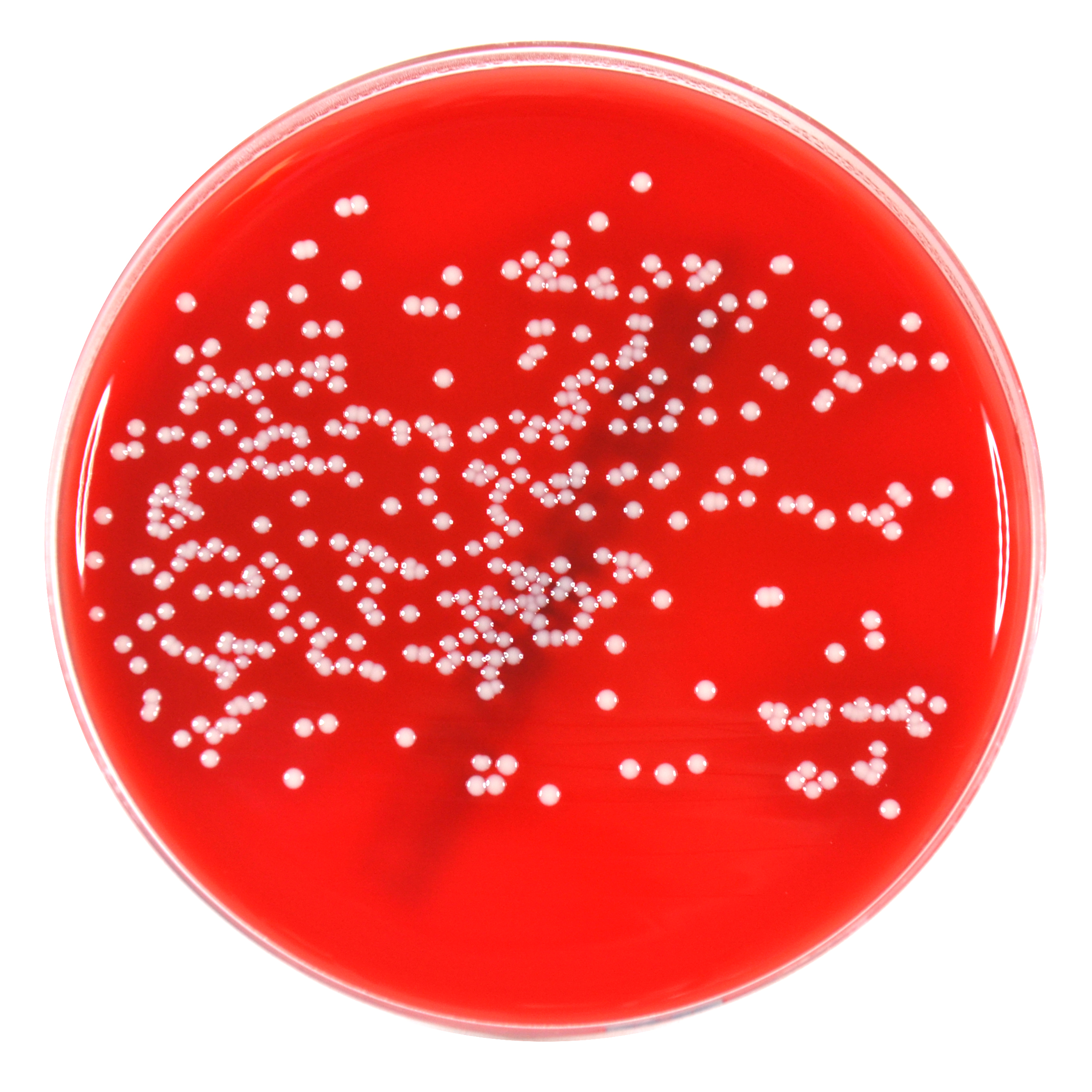 PRM1084H Mueller Hinton Agar Plate w Horse Blood-Staphylococcus aureus ATCC 25923