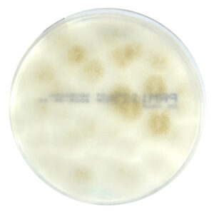 PRM1129 Dichloran Glycerol Medium Agar Plate-Mucor racemosus ATCC 42647