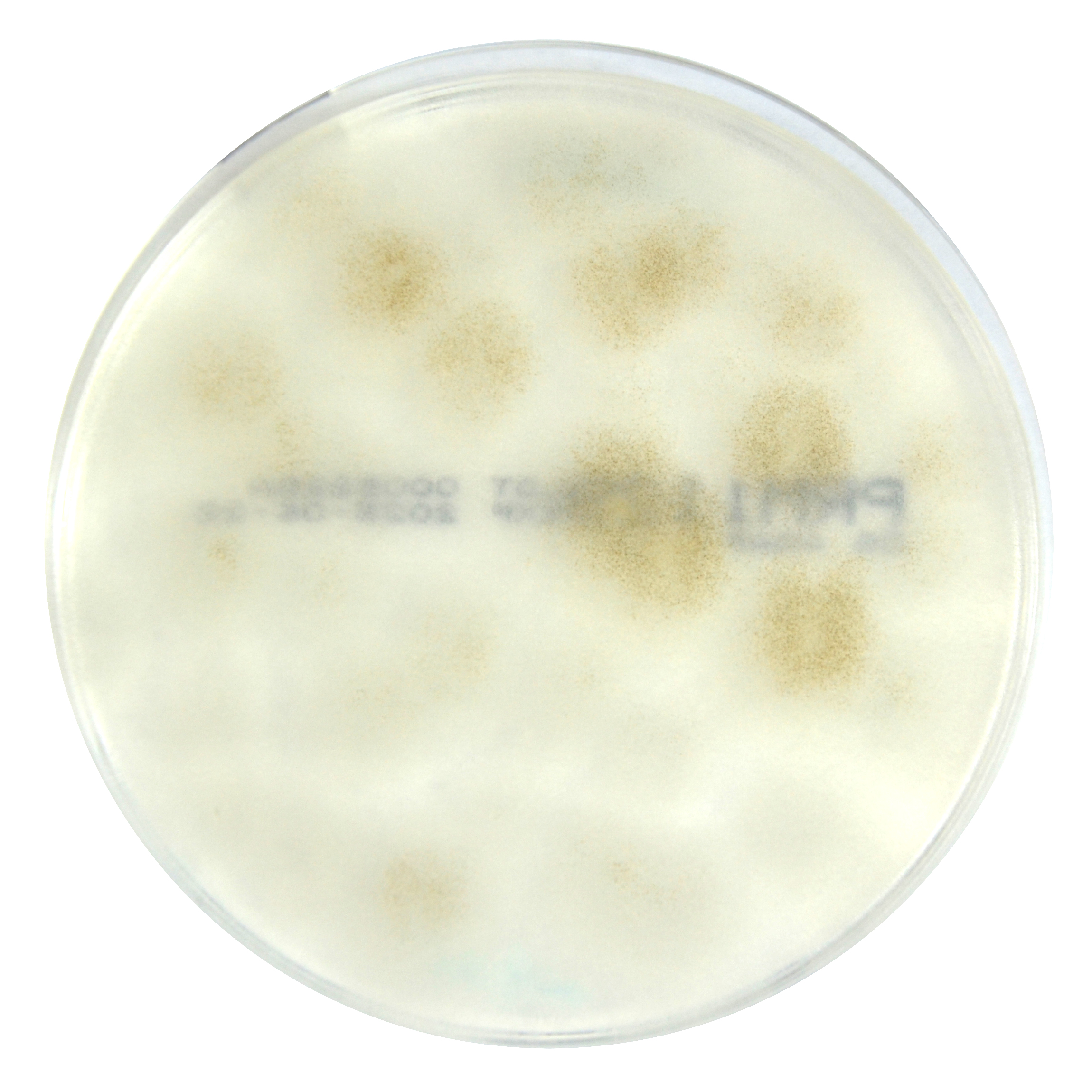 PRM1129 Dichloran Glycerol Medium Agar Plate-Mucor racemosus ATCC 42647