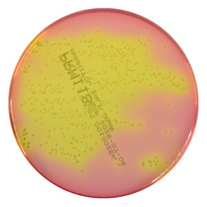 PRM118 Mannitol Salt Agar Plate-Staphylococcus aureus ATCC 25923